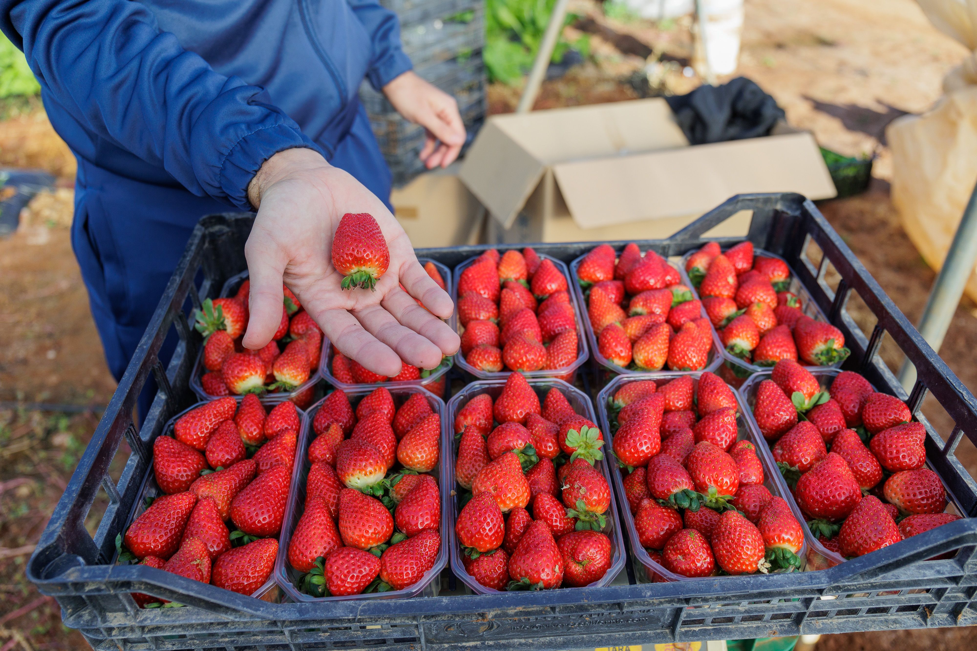 Fresas Puerto Serrano 04