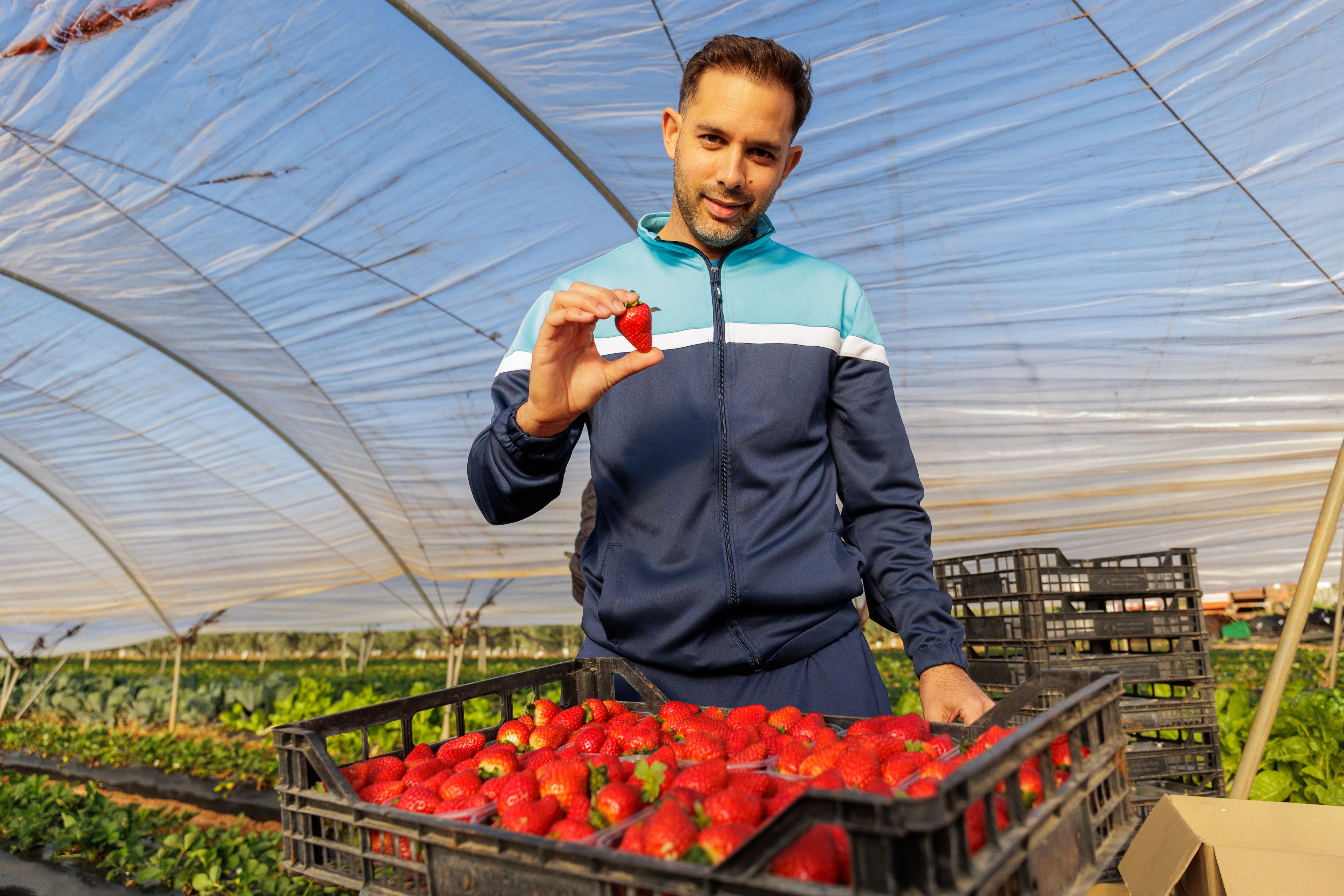 Francis Pérez, con sus fresones de Puerto Serrano, en la primera cosecha de la temporada, este miércoles.