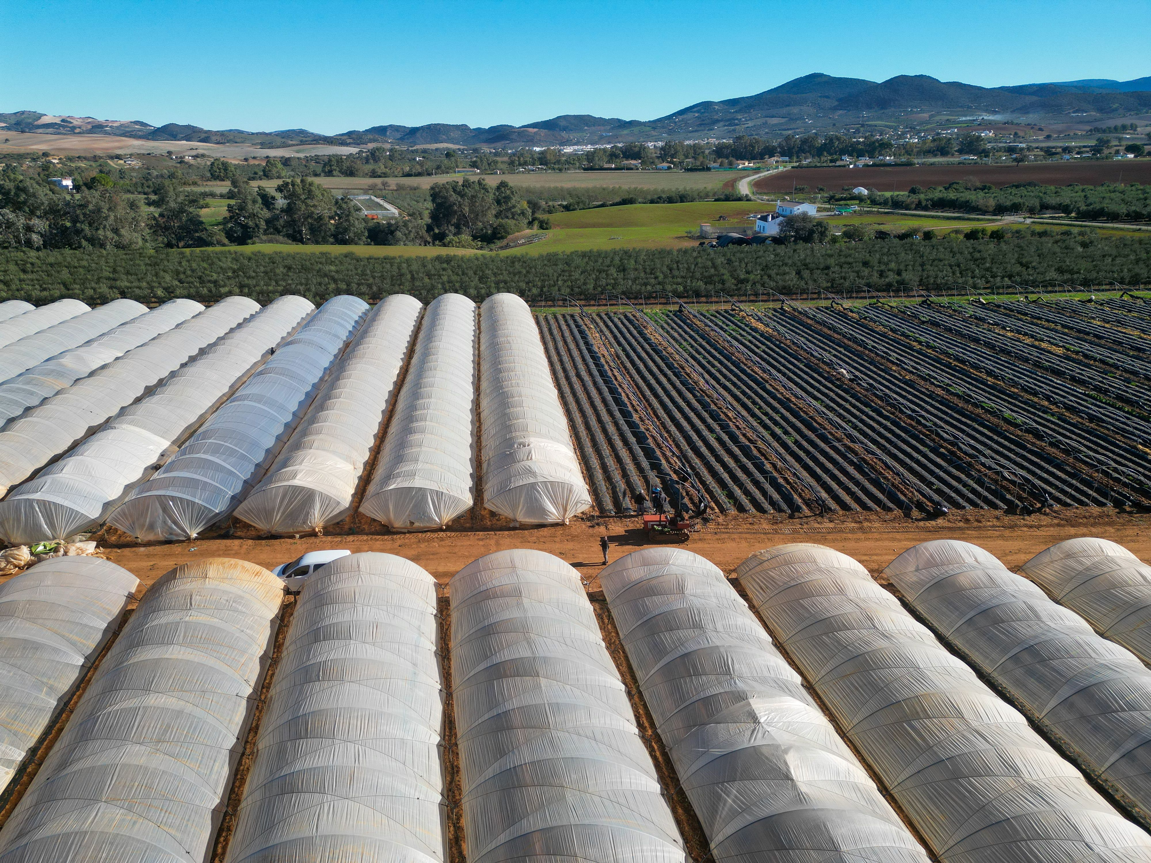 Fresas Puerto Serrano 07