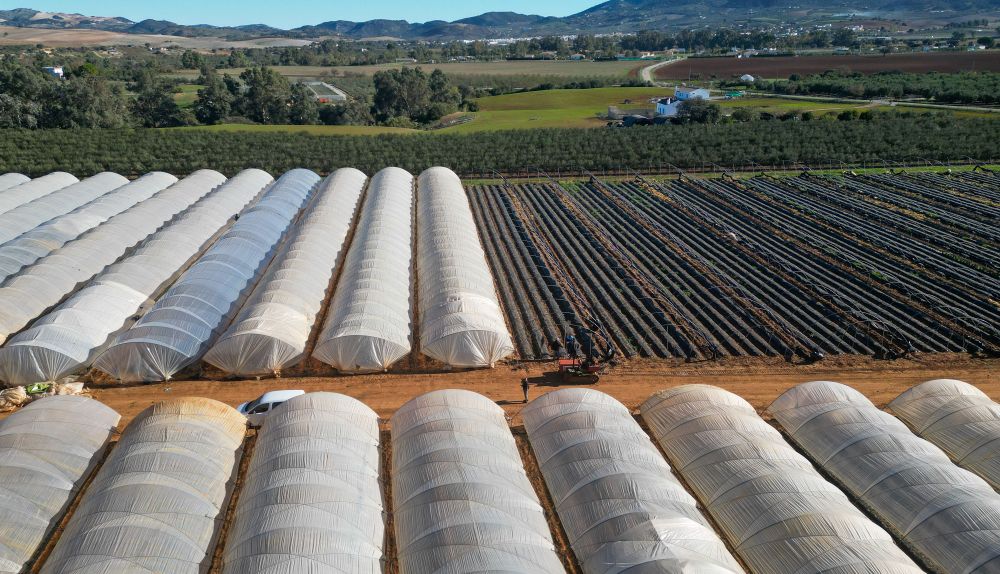 Fresas Puerto Serrano 07