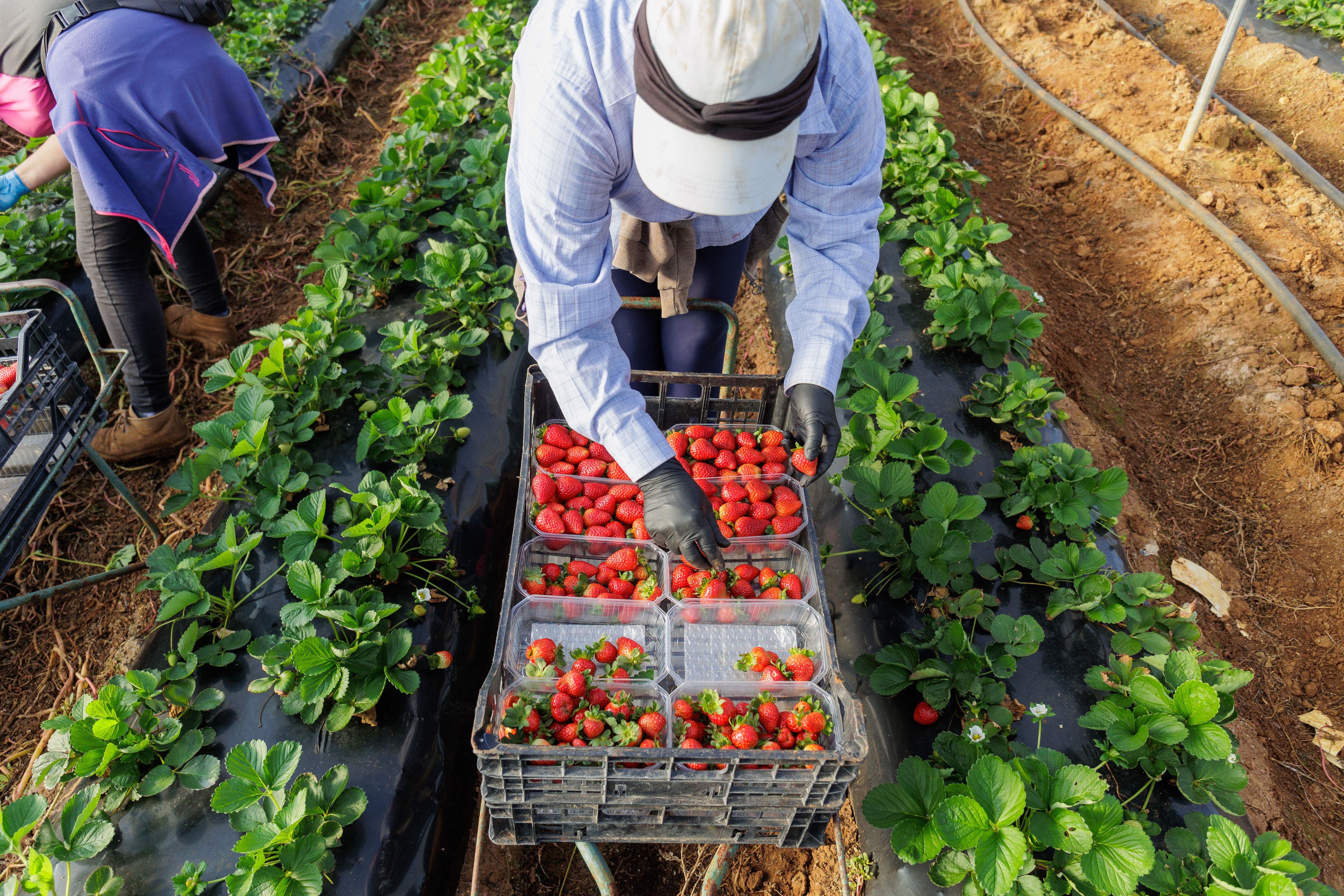 Fresas Puerto Serrano 13