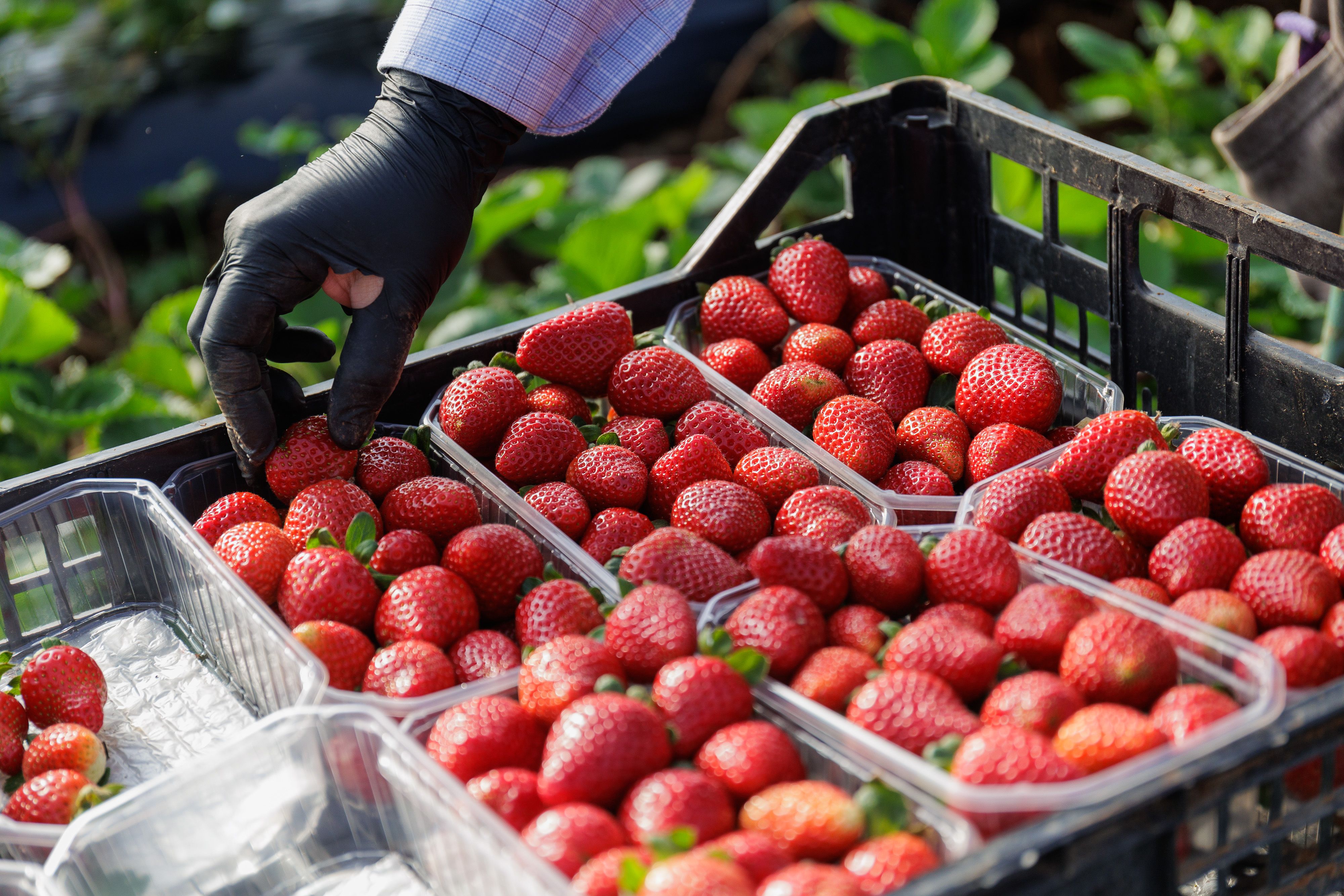 Imágenes de fresas cultivadas en Andalucía. Las fresas de Marruecos han encendido todas las alarmas. Imágenes de fresas cultivadas en Andalucía. Las fresas de Marruecos han encendido todas las alarmas.