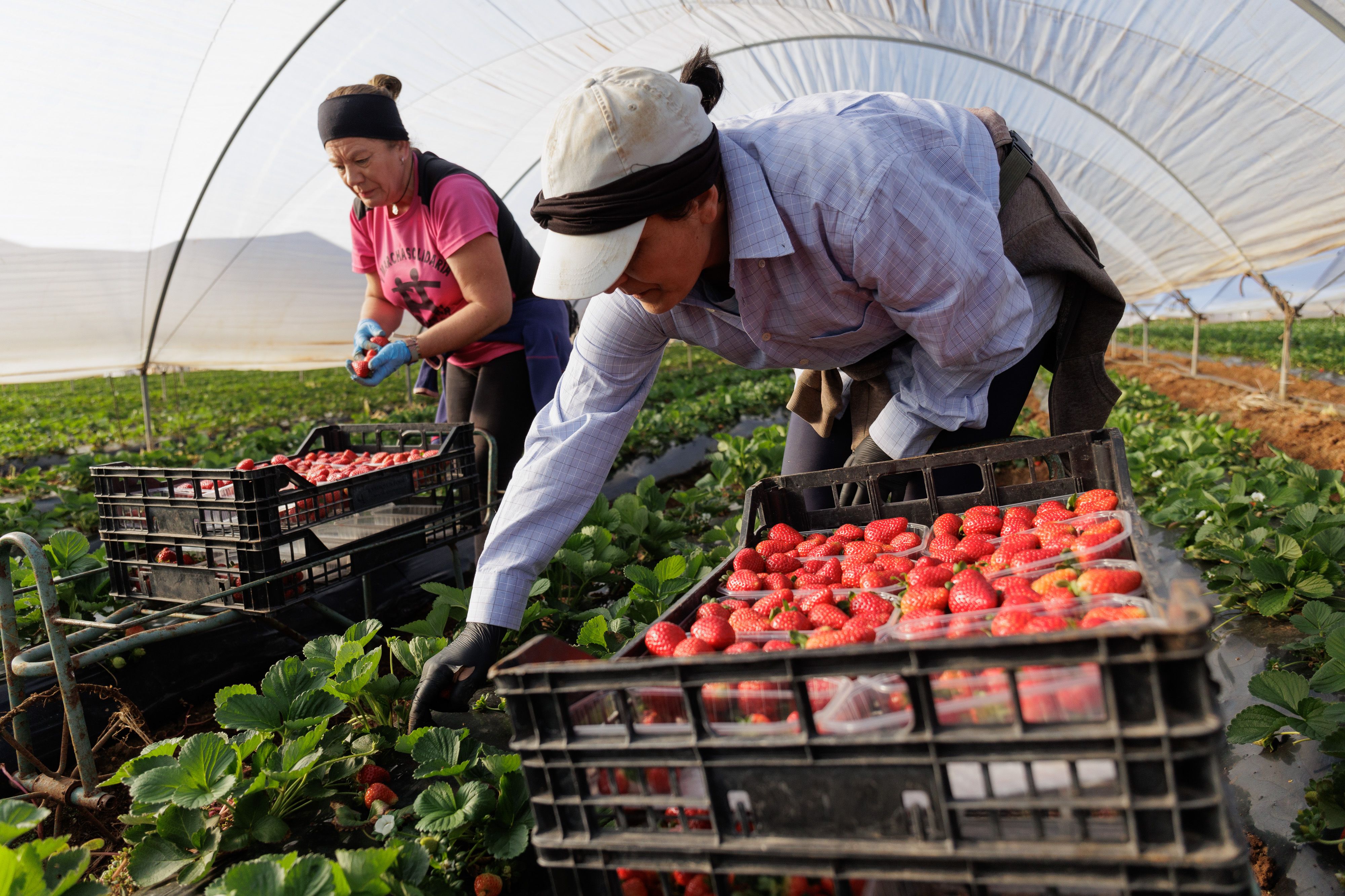 Fresas Puerto Serrano 19