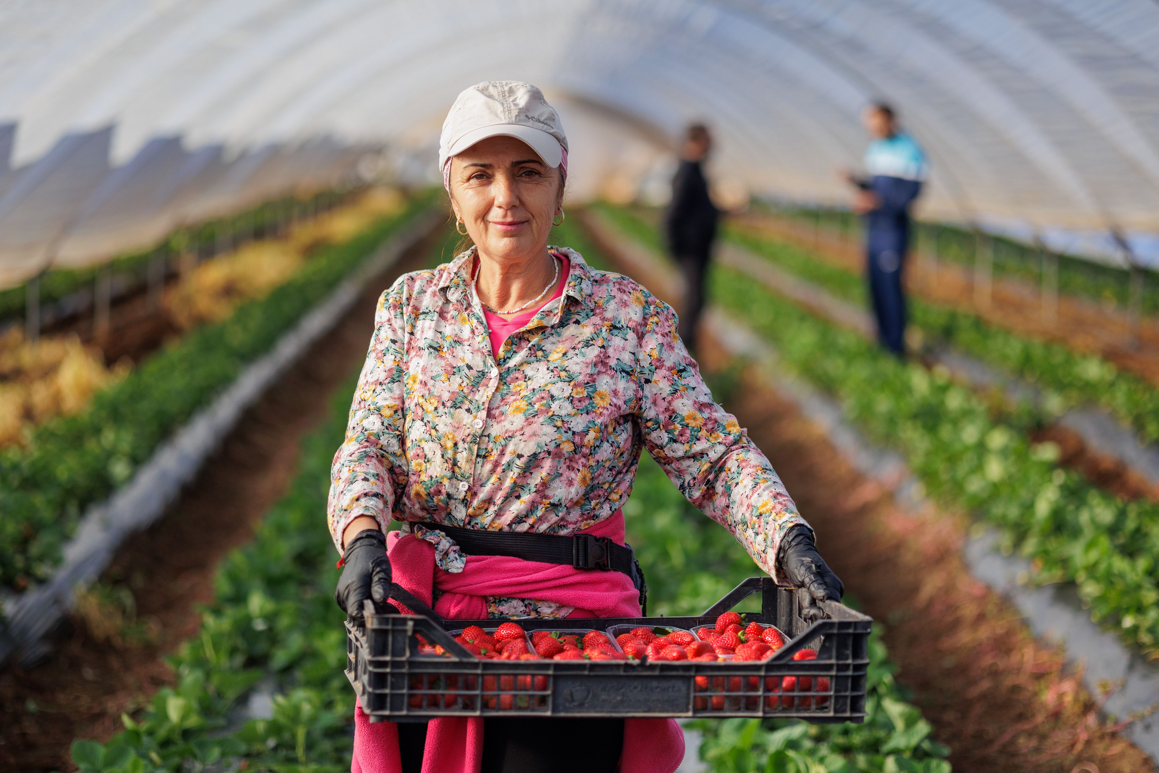 Cosecha de fresas en noviembre de 2023 en Puerto Serrano. 