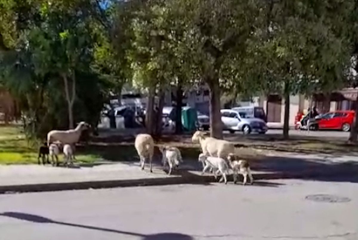 Una decena de ovejas deambula por las calles de La Granja en Jerez.