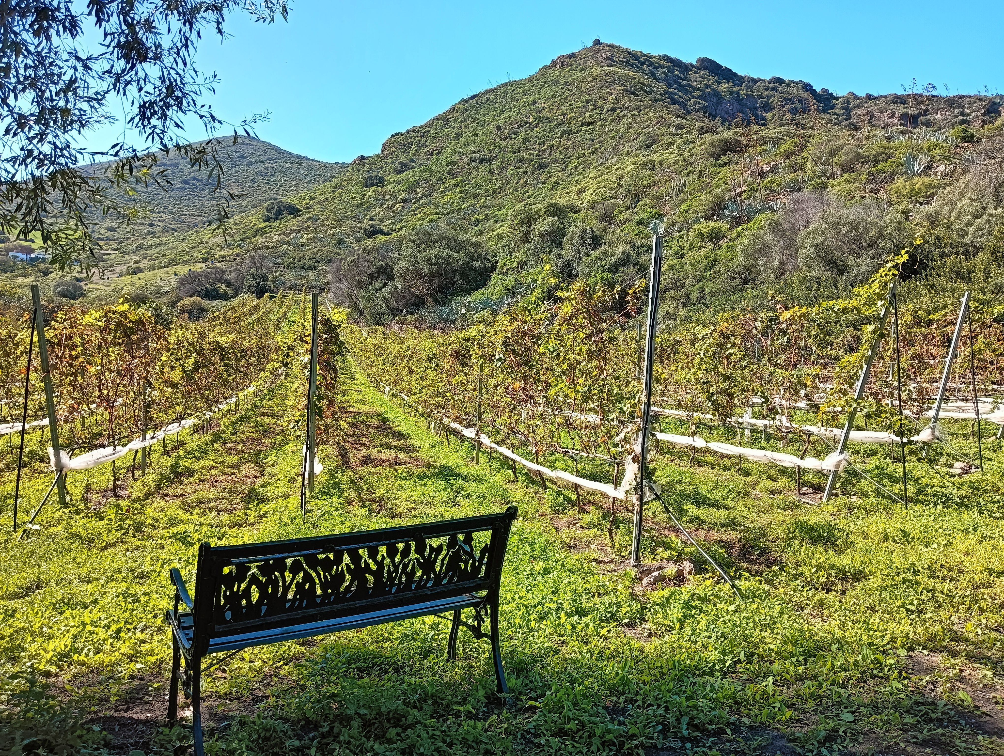 Viñedos de las Bodegas Mondalón en Tafira, Las Palmas.