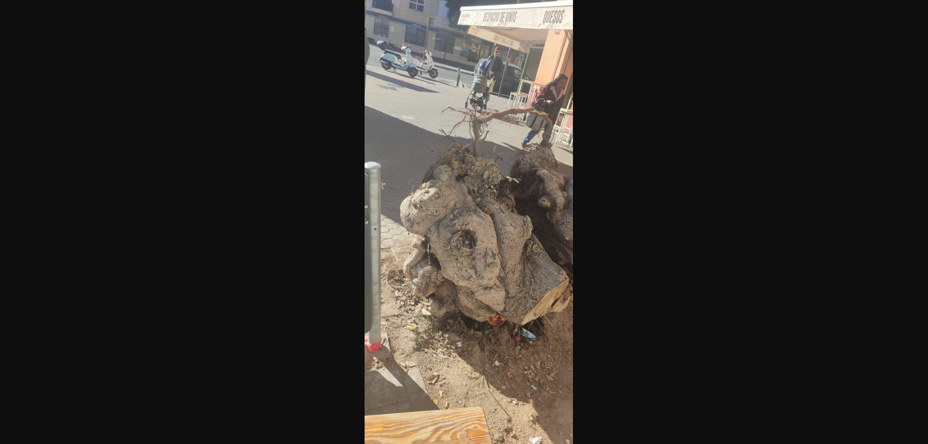 Un árbol tras Bernard en un barrio de Sevilla, un mes después de la borrasca.