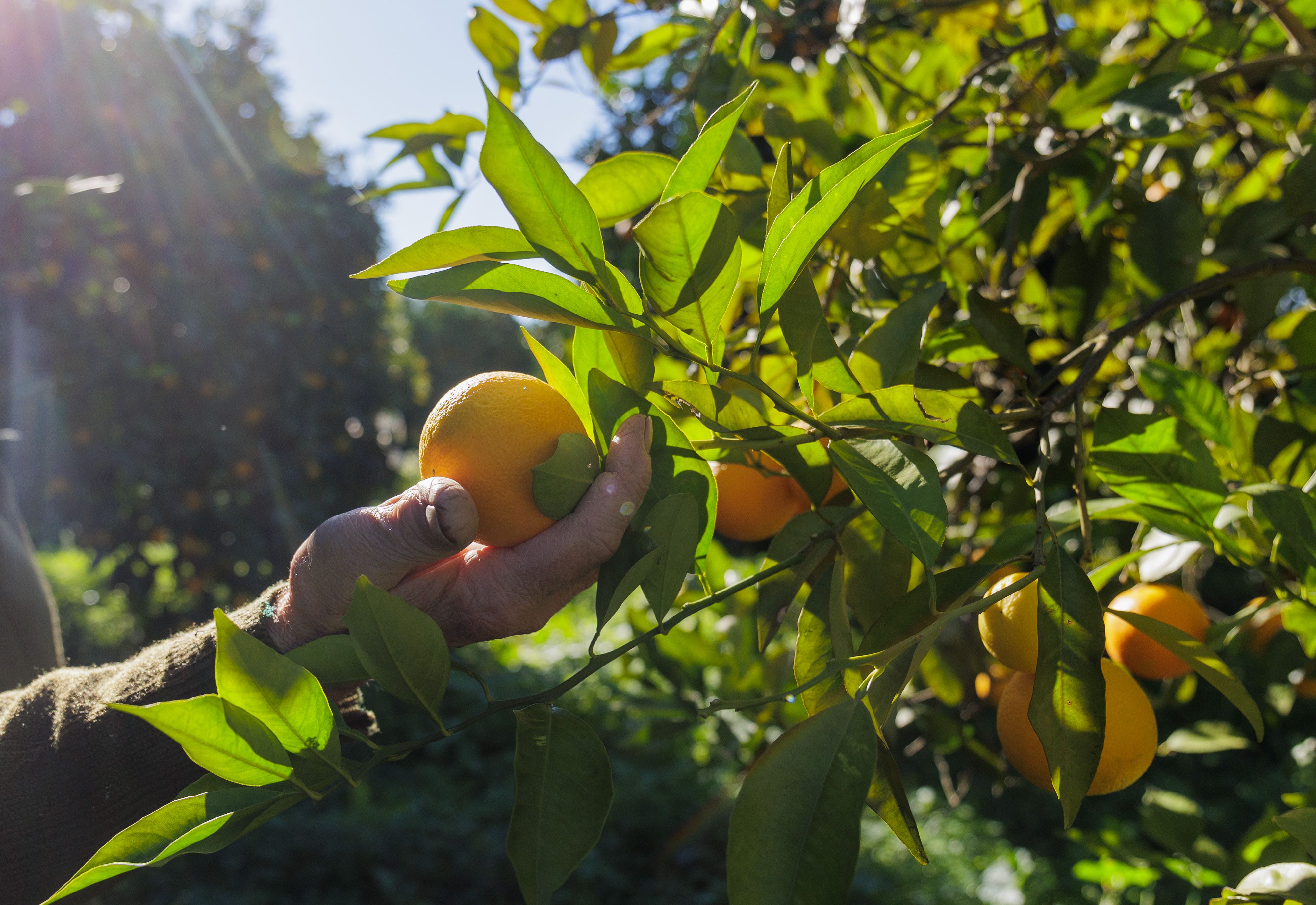 Naranjas la Greduela  01