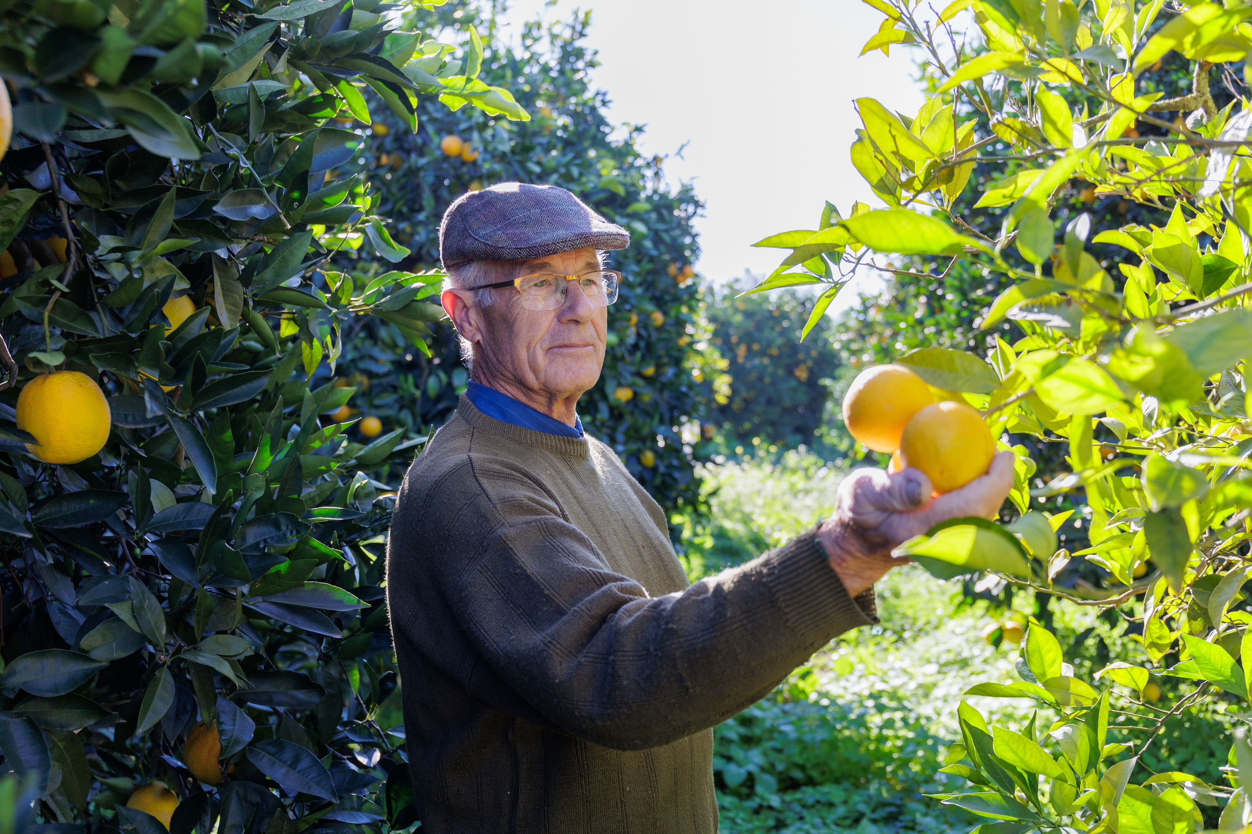 Pepe examina cada mañana el estado de maduración de las naranjas que recogen a mano todos los días en su finca de La Greduela
