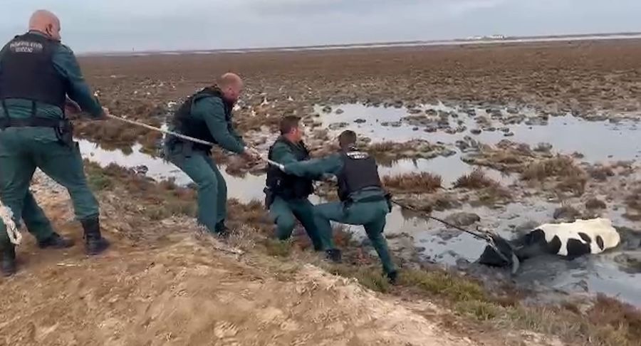 La vaca, rescatada por la Guardia Civil, enterrada en las marismas del Guadalquivir.