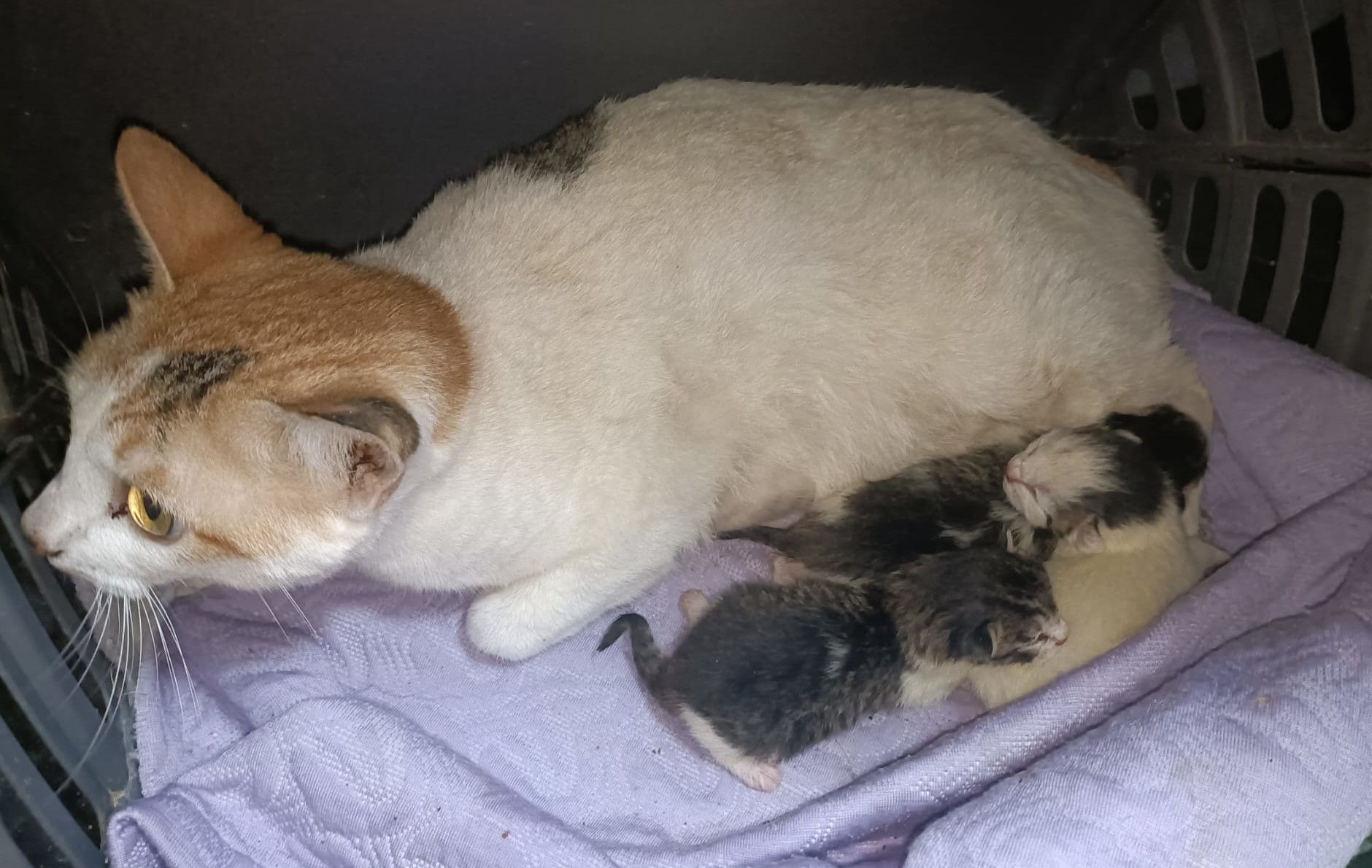 Uno de los gatos encontrados en la casa de la mujer fallecida en San Fernando.