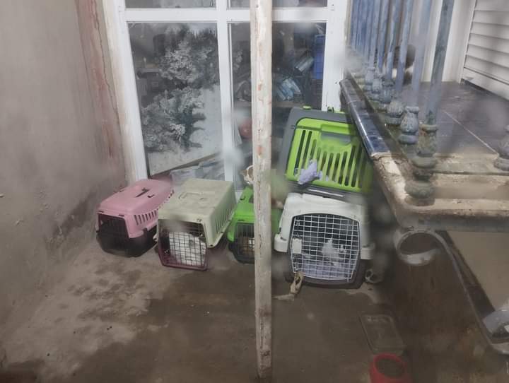Gatos encontrados en la casa.