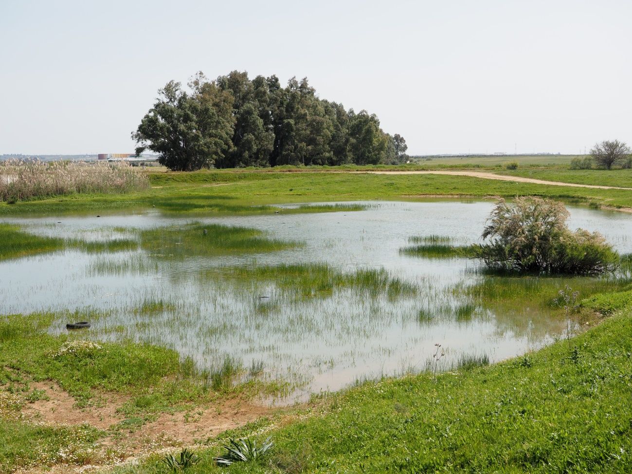 Uno de los humedales en riesgo en Sevilla Este.