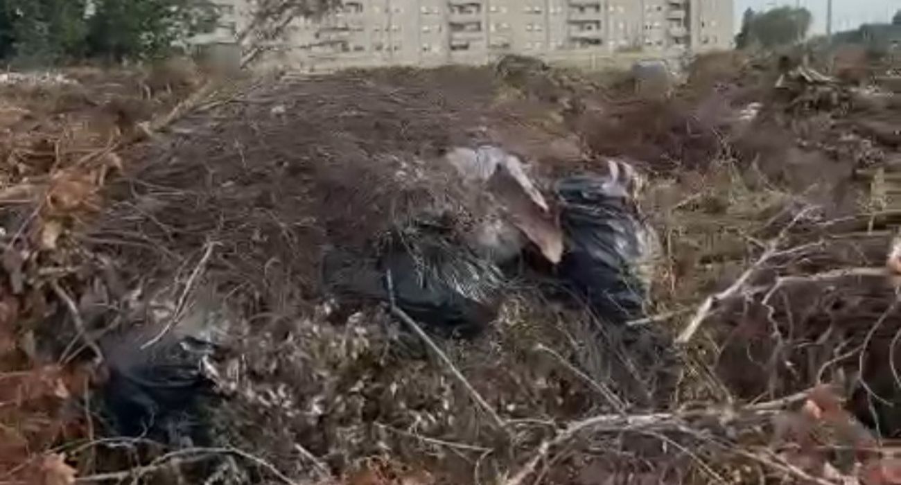 Bolsas de basuras y acumulación de ramas en la zona de Chapín.