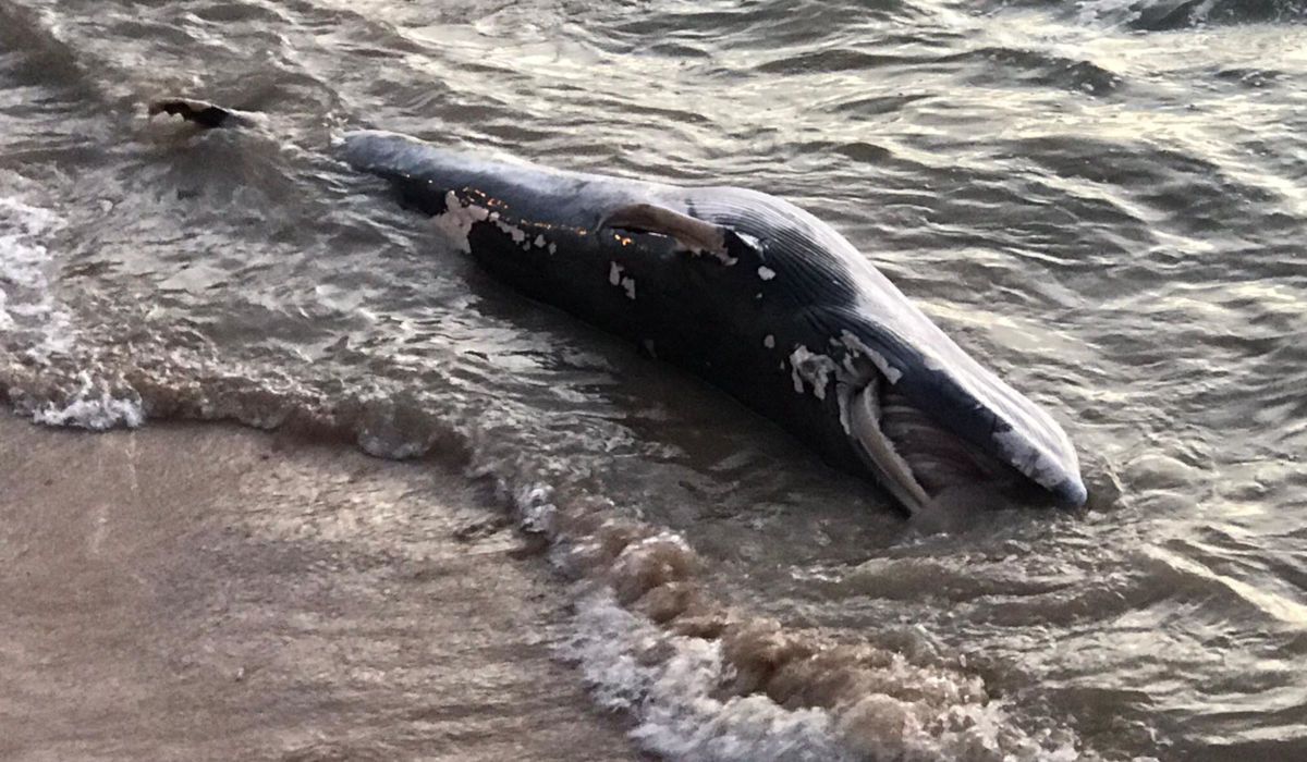 La ballena hallada en la playa en Chipiona.