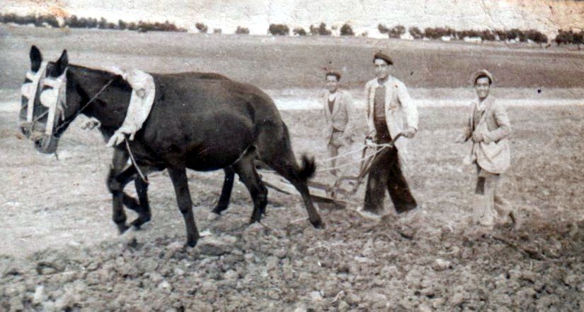 Una imagen de arado en tiempos de Posguerra en Sevilla. FOTO: Wikimedia