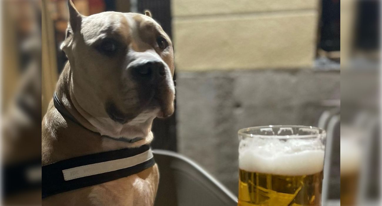 Imagen de un perro en un bar amigable con las mascotas.