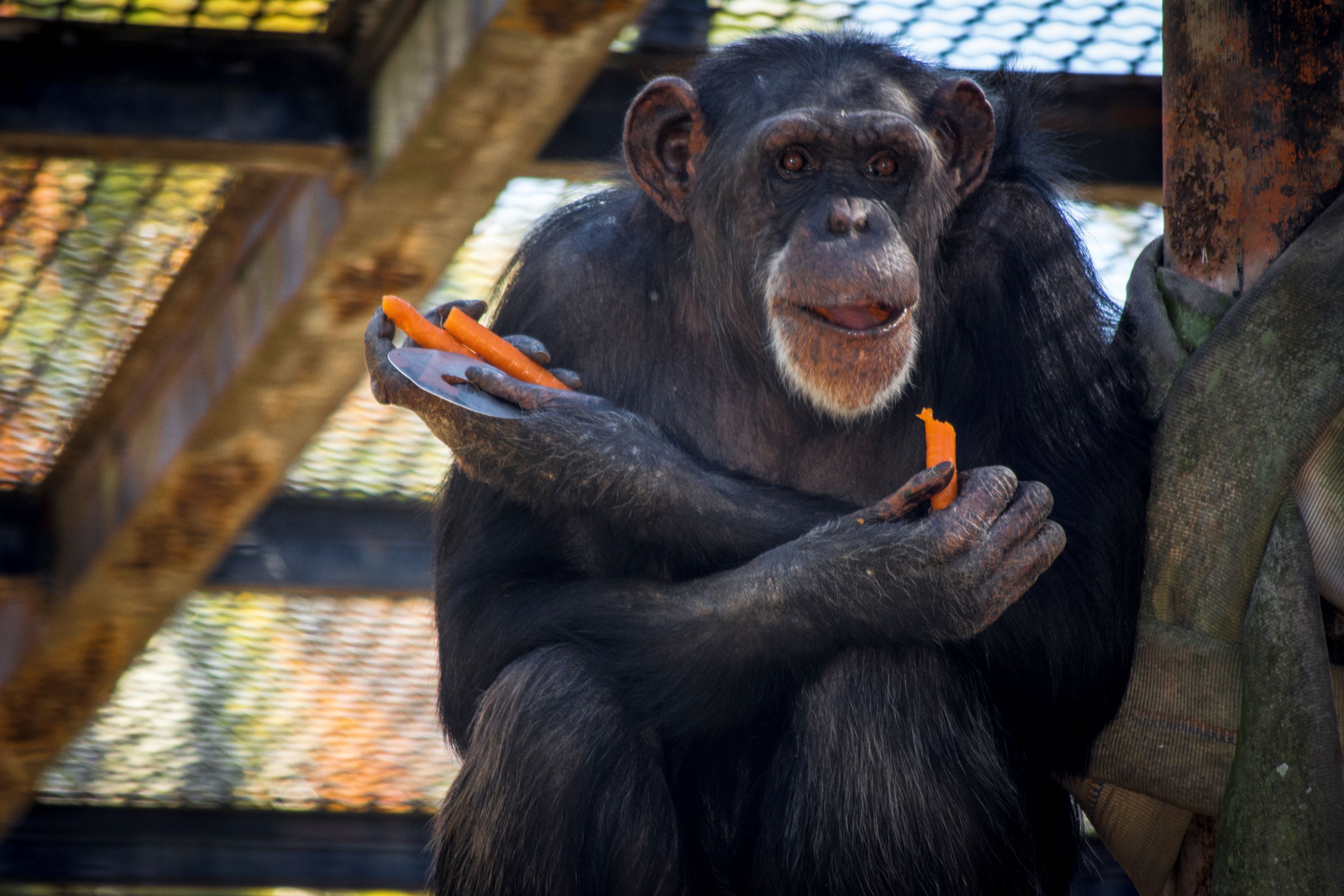 La chimpancé Lulú, del Zoobotánico de Jerez, a la que ha llegado la hora de 'jubilarse'.