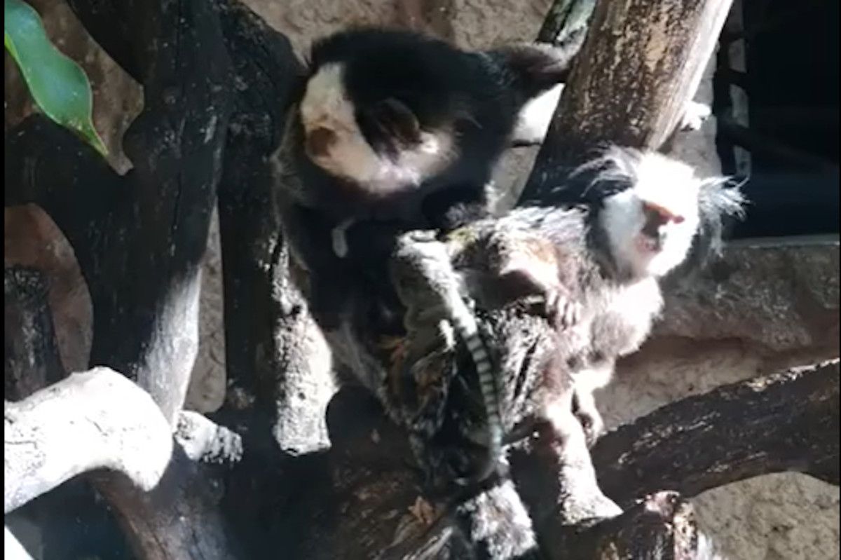 Nacen crías de titís de Geoffroy en el Zoo de Jerez.