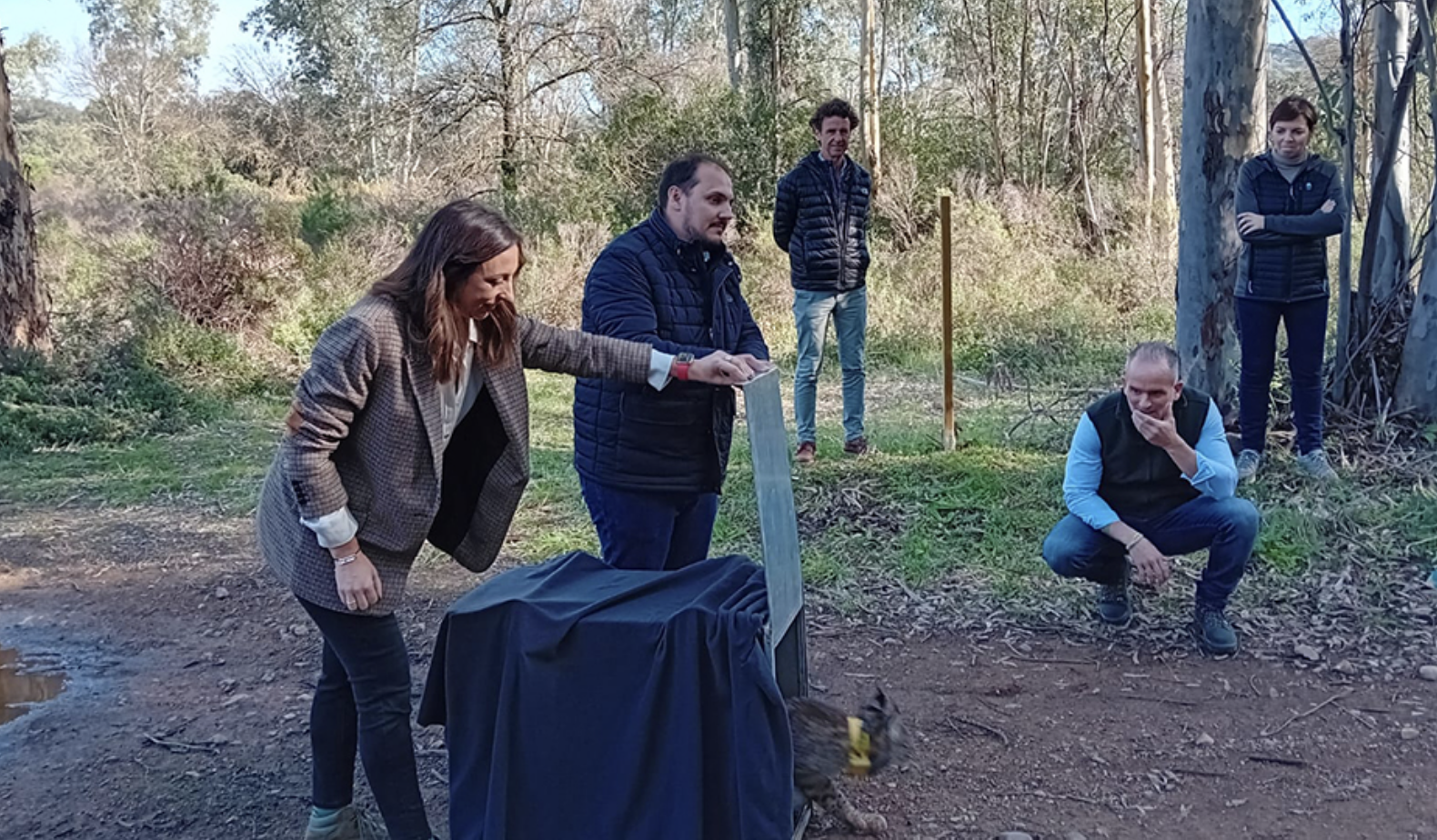 Puesta en libertad de 'Tardío', ejemplar macho de Lince que ha sido liberado en Guadalmellato (Córdoba).