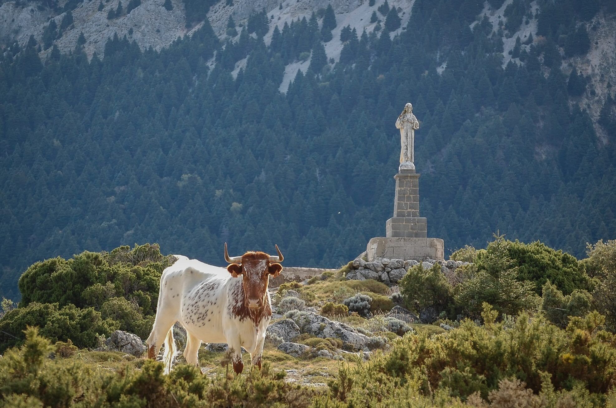 Una vaca en el Mirador del Santo, en Grazalema.