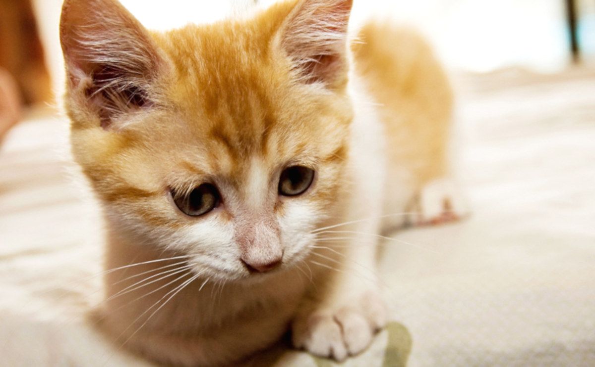 Un gato de raza común europeo.  FOTO: Wenliang Chen Flickr