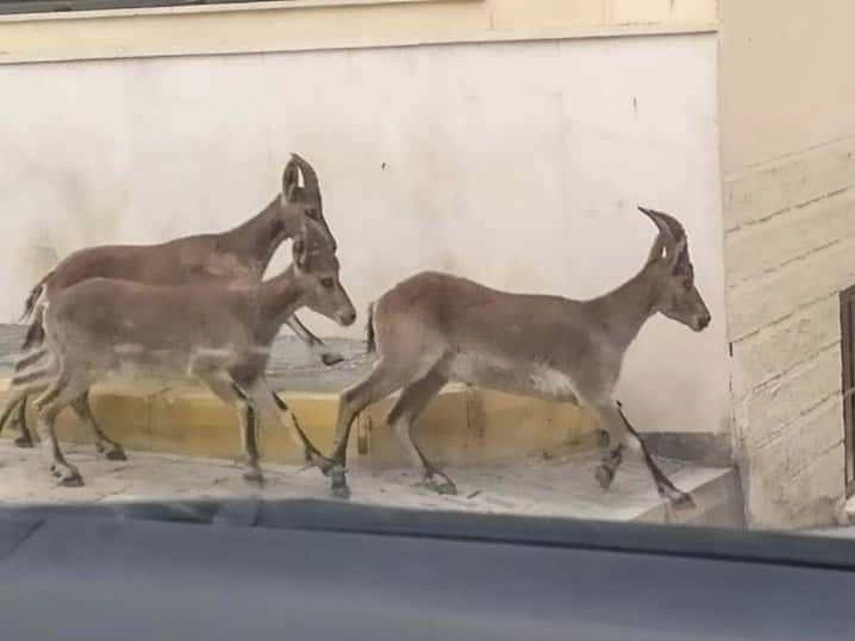 Cabras montesas vistas en Morón.