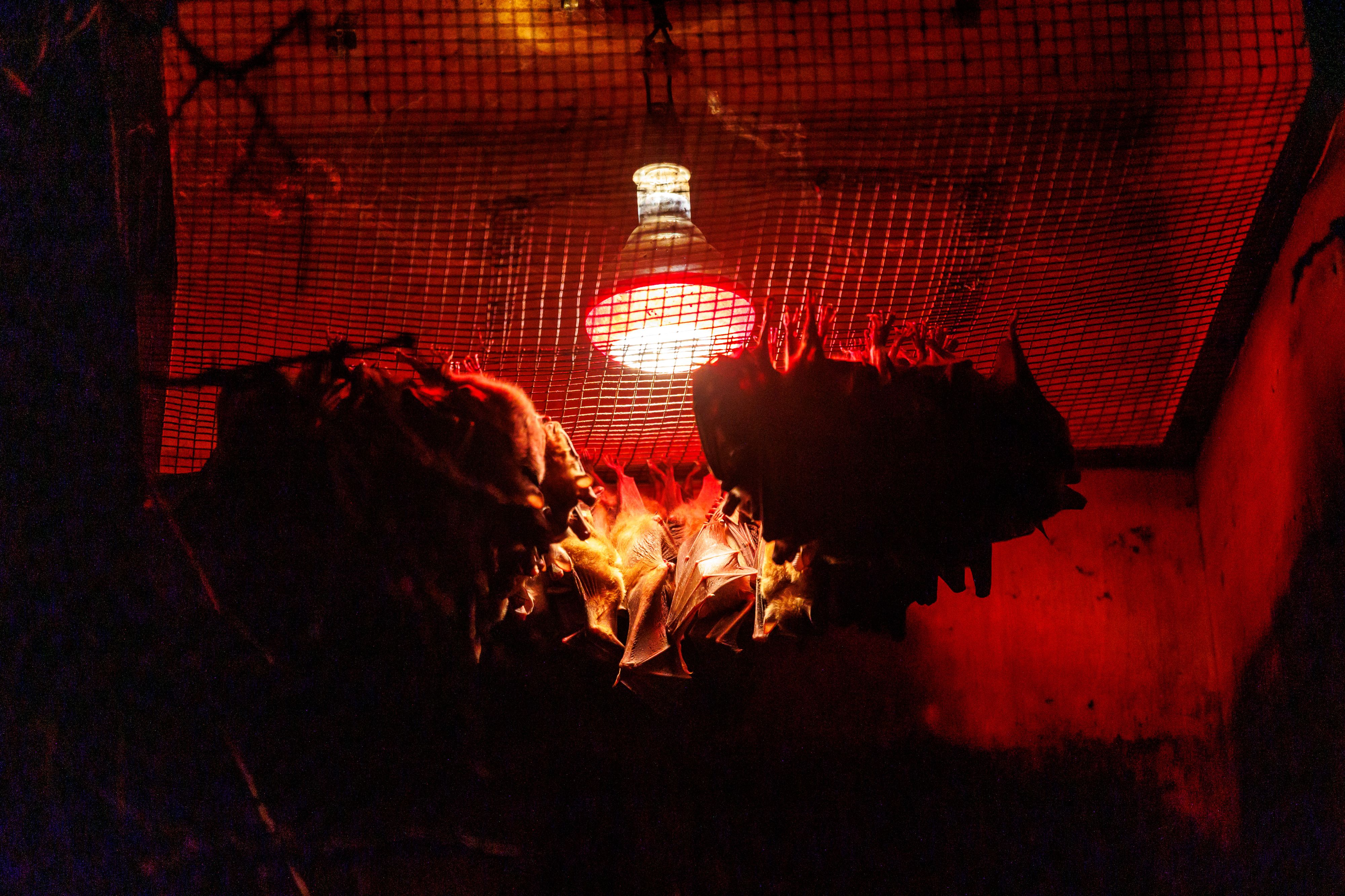 Detalle de la luminaria del refugio de murciélagos.