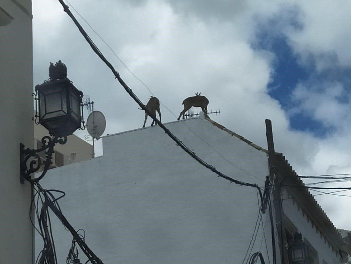 Cabras por los tejados de Morón.
