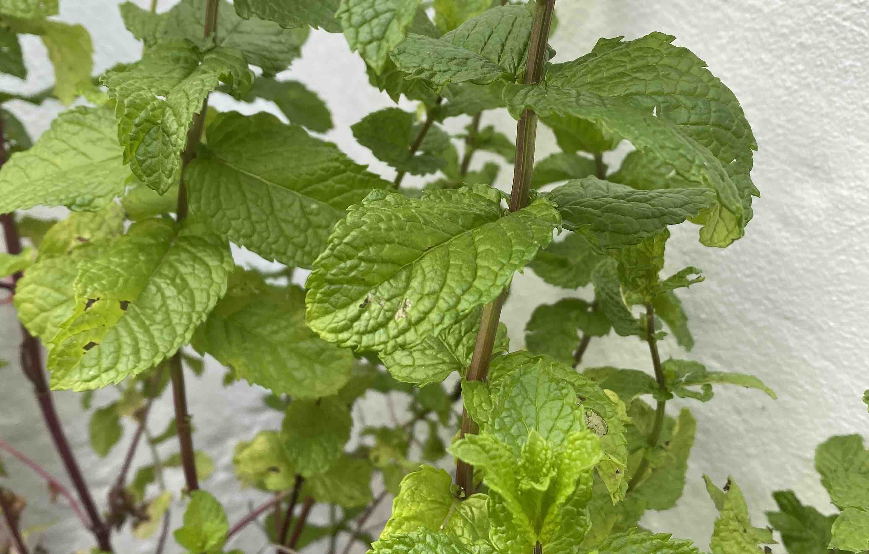 Hierbabuena. FOTO: ISABEL MONTES