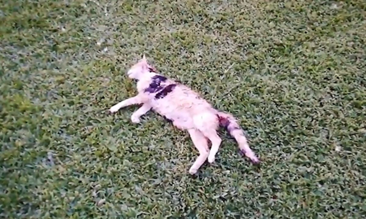 Muertes violentas de gatos en el campus de la Universidad de Jaén. Muertes violentas de gatos en el campus de la Universidad de Jaén.