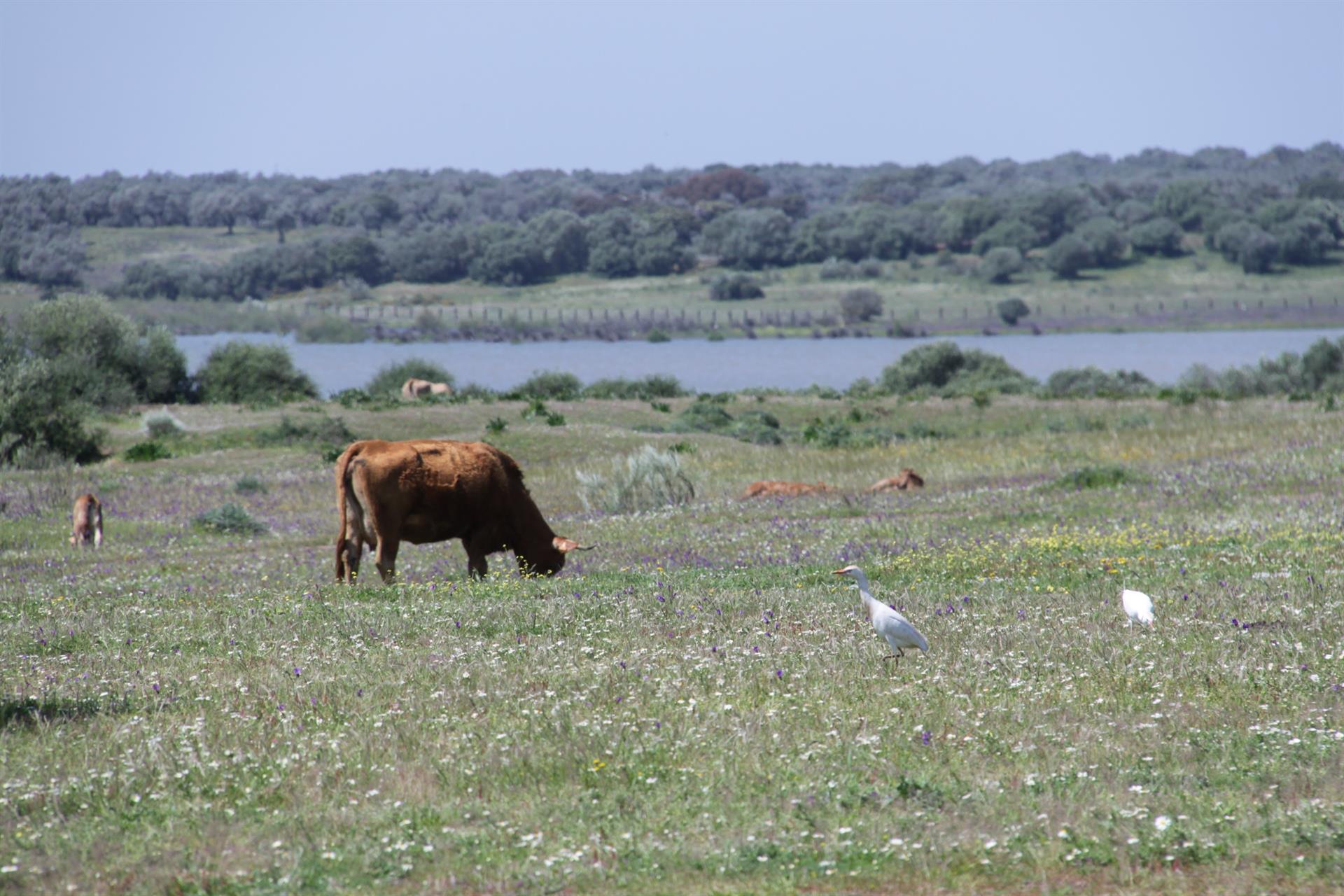 Dehesa de Abajo en Doñana, imagen de Seo/BirdLife. Esta semana se estudiará su regreso a la Lista Verde.