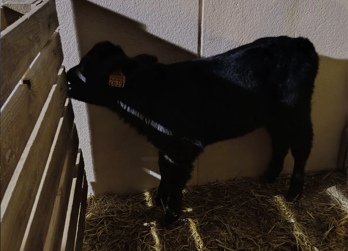 Imagen difundida por Pacma del ternero en la instalación del Belén. 