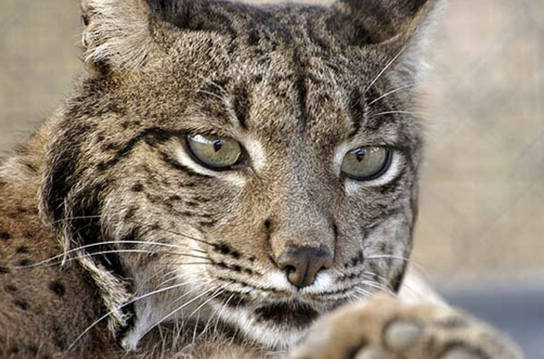 Un lince ibérico, una especie protegida que ha salido del peligro de extinción.