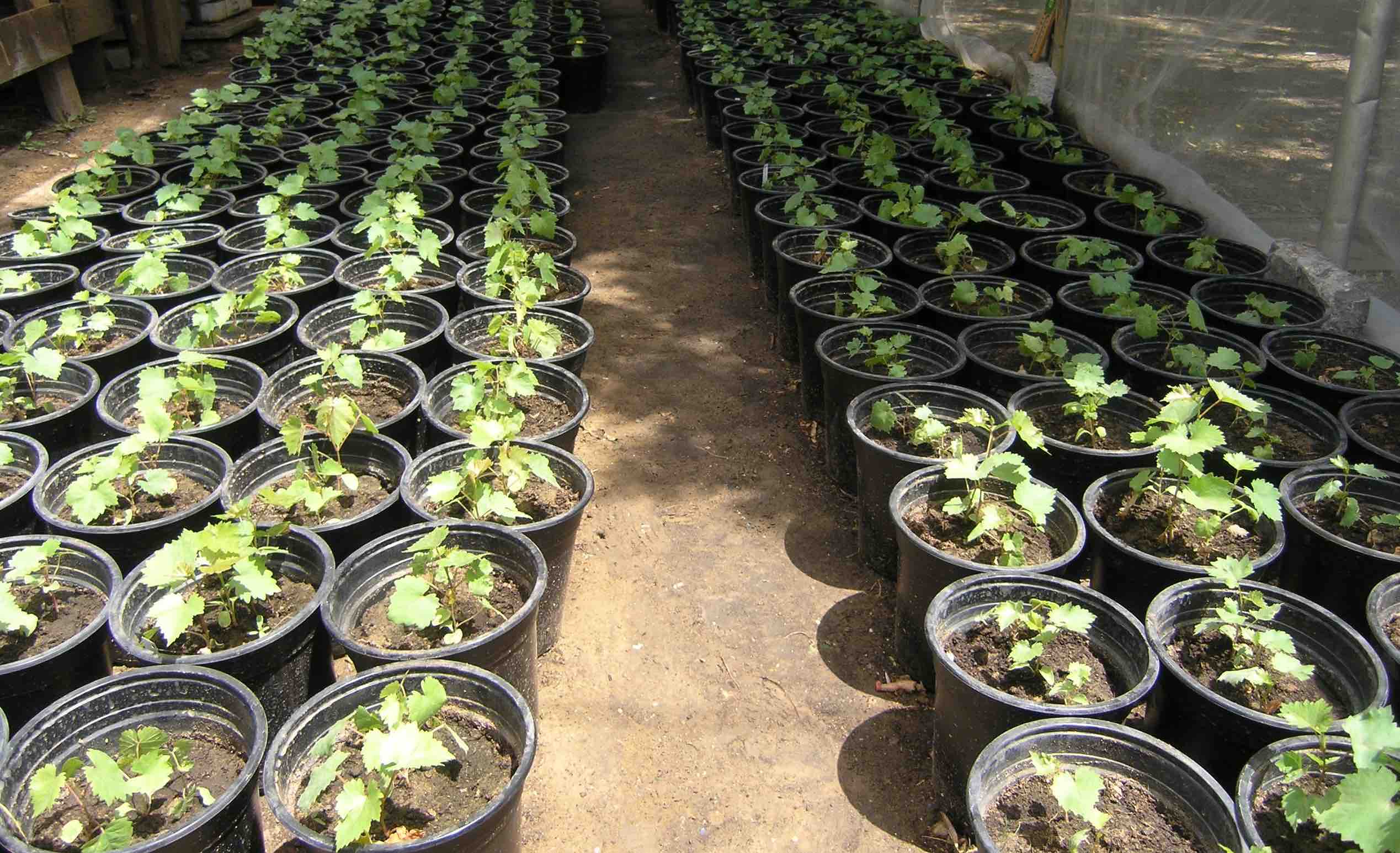 Macetas con plantulitas de vid. FOTO: MIGUEL LARA Macetas con plantulitas de vid. FOTO: MIGUEL LARA