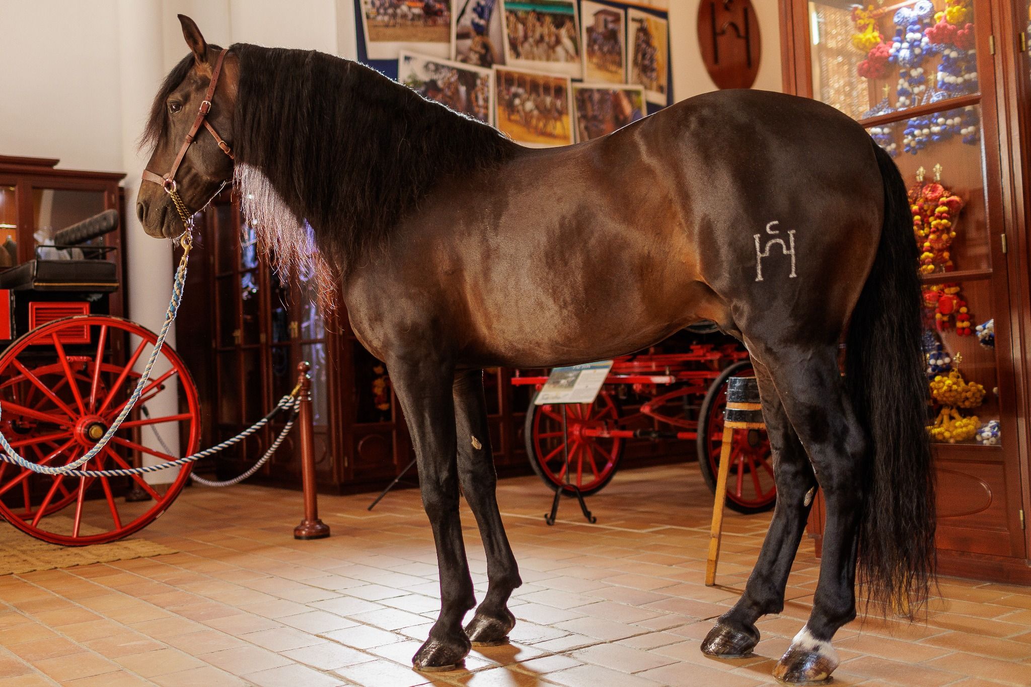 Yeguada de la Cartuja en Jerez.