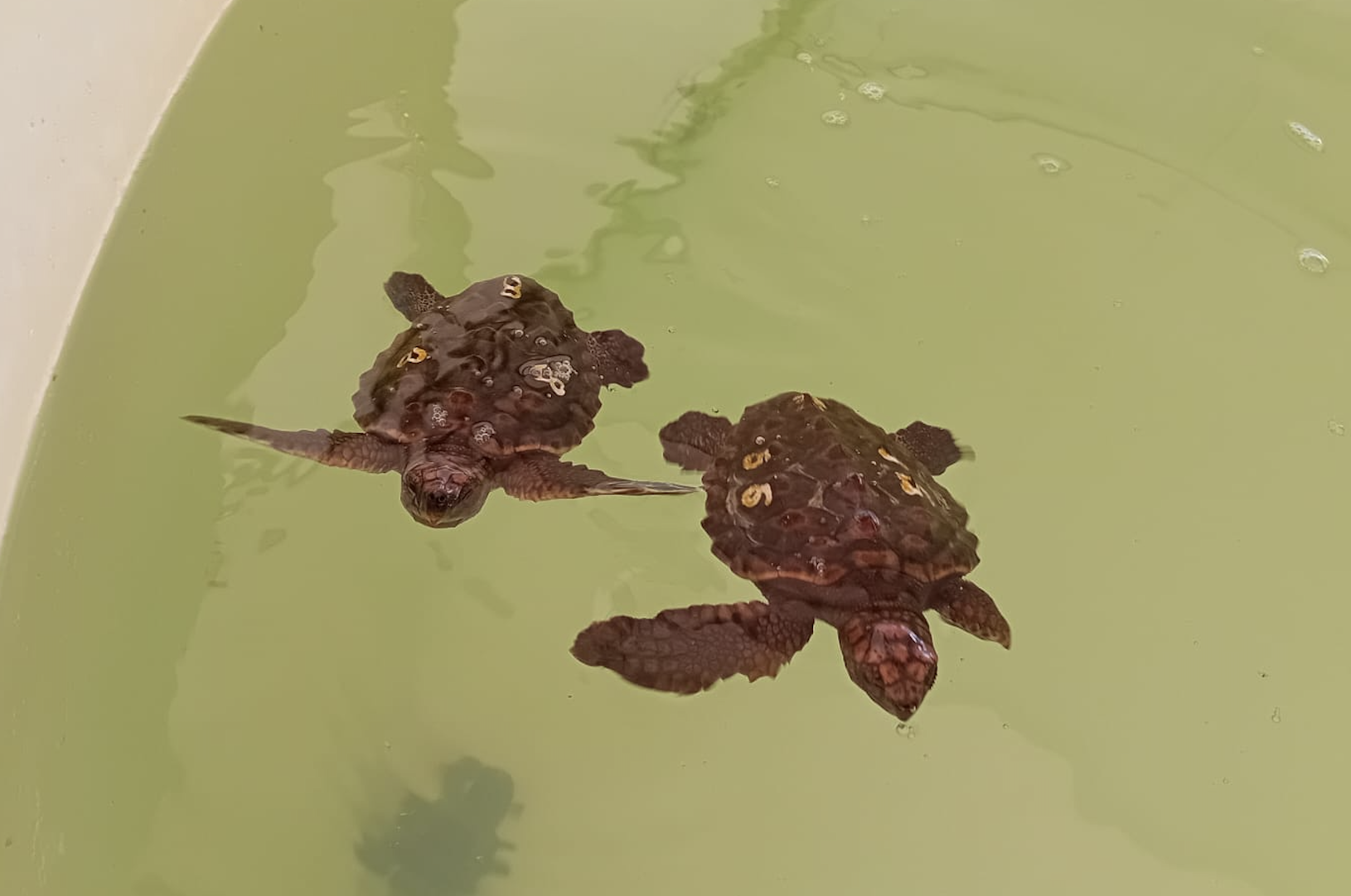 Tortugas bobas en el centro de recuperación de Algeciras. 