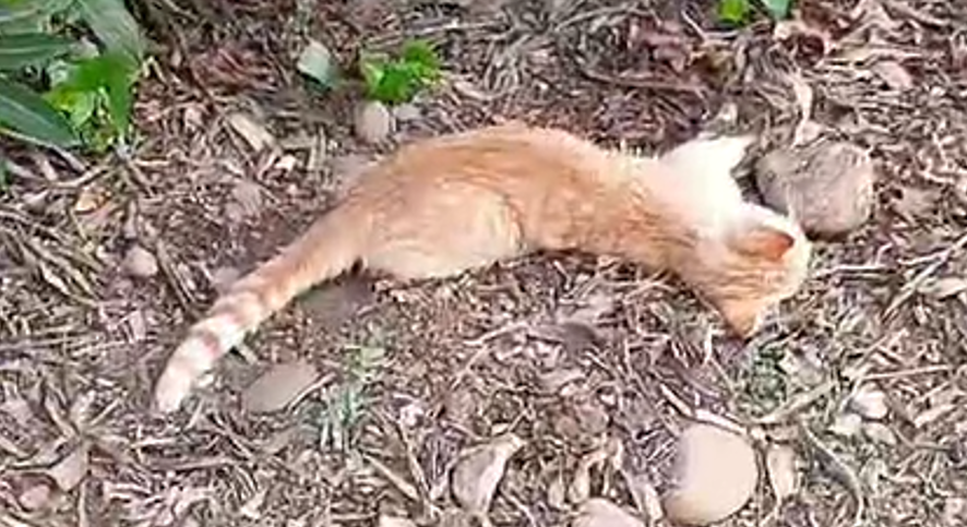 Un gato envenenado en Córdoba.