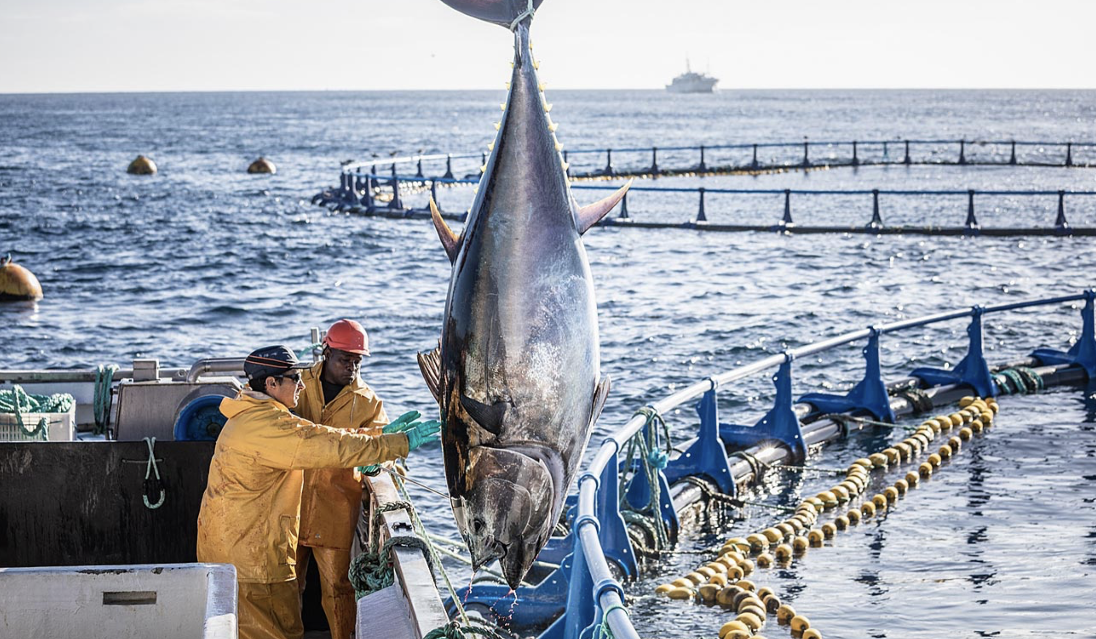 Pescadores en las alambrabas de Fuentes extrayendo un enorme atún. 