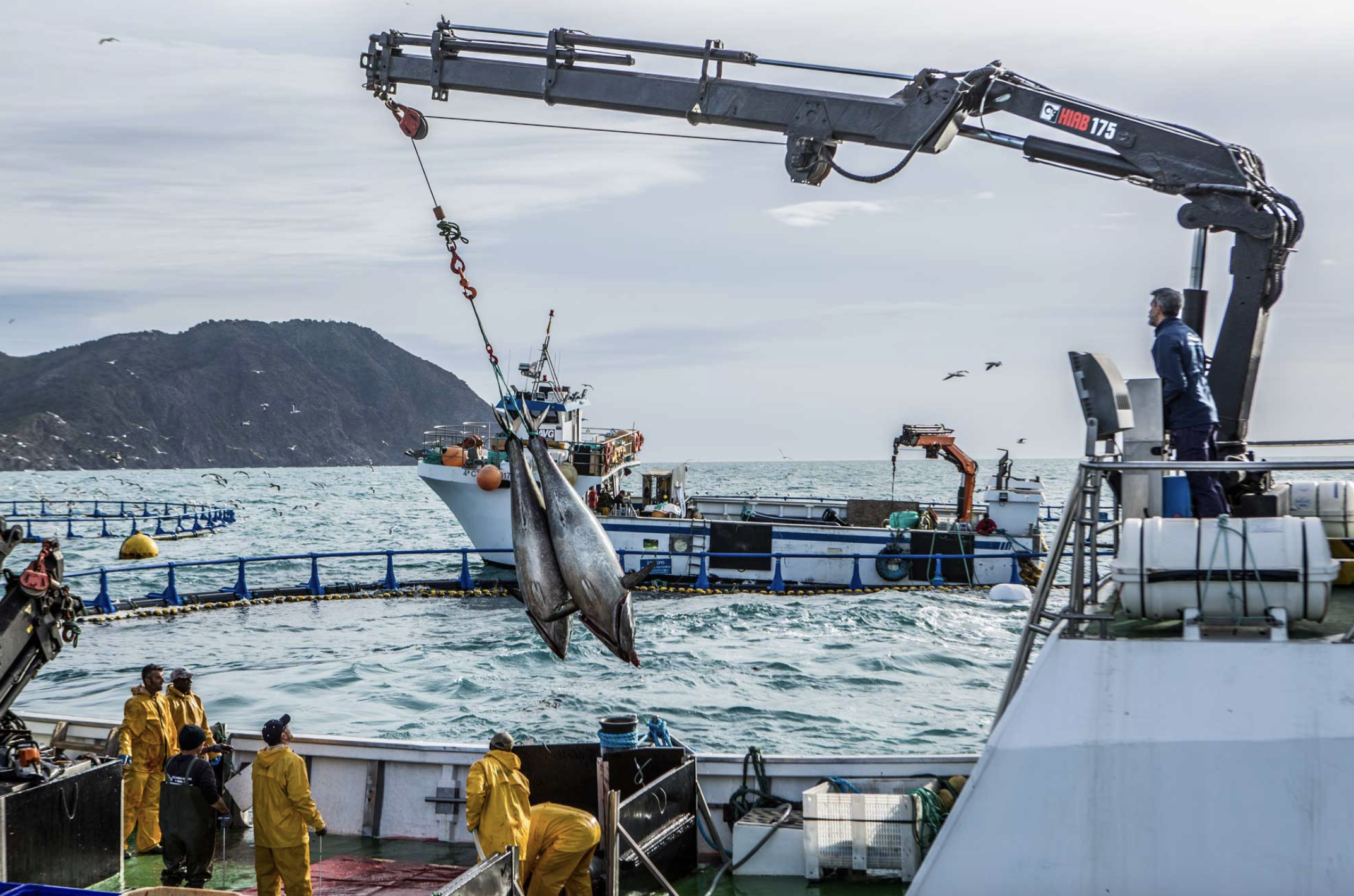 Faenando en la captura de ejemplares.