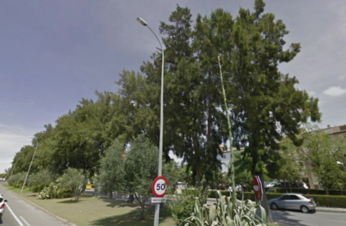 Árboles ubicados en la travesía de la N-IV, antes de ser podados por el Ayuntamiento. 