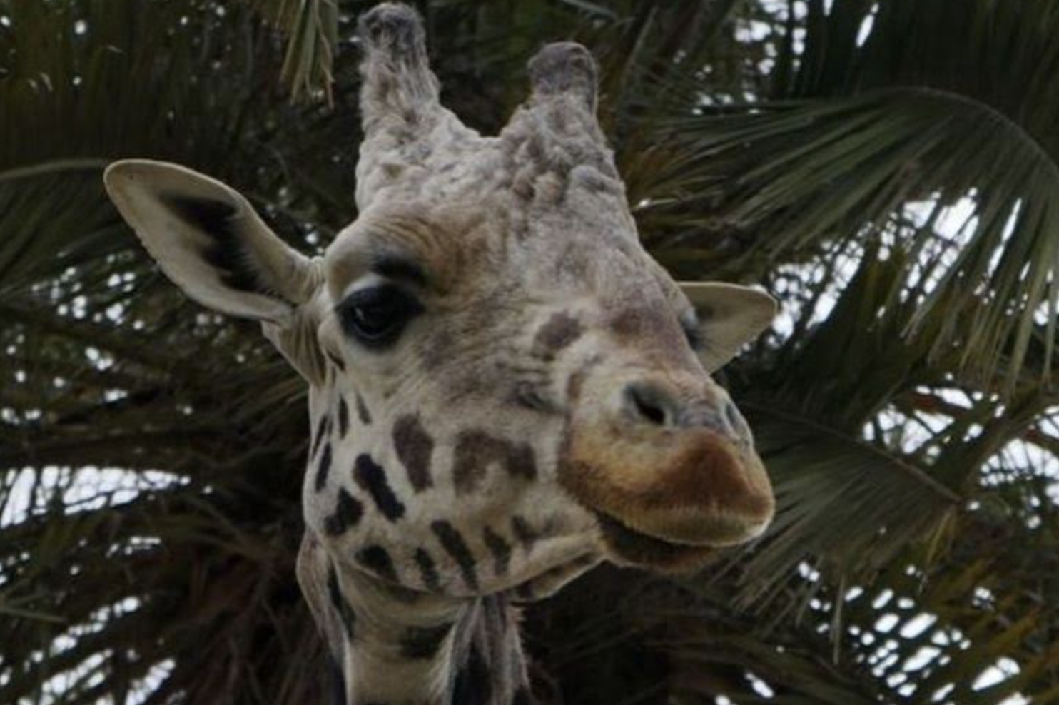 Muere la jirafa Jerez, uno de los habitantes más populares del Zoobotánico.