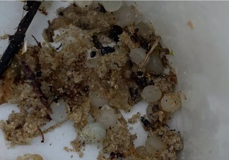 Los pellets que han aparecido en Bolonia y que están siendo investigados por la Junta.