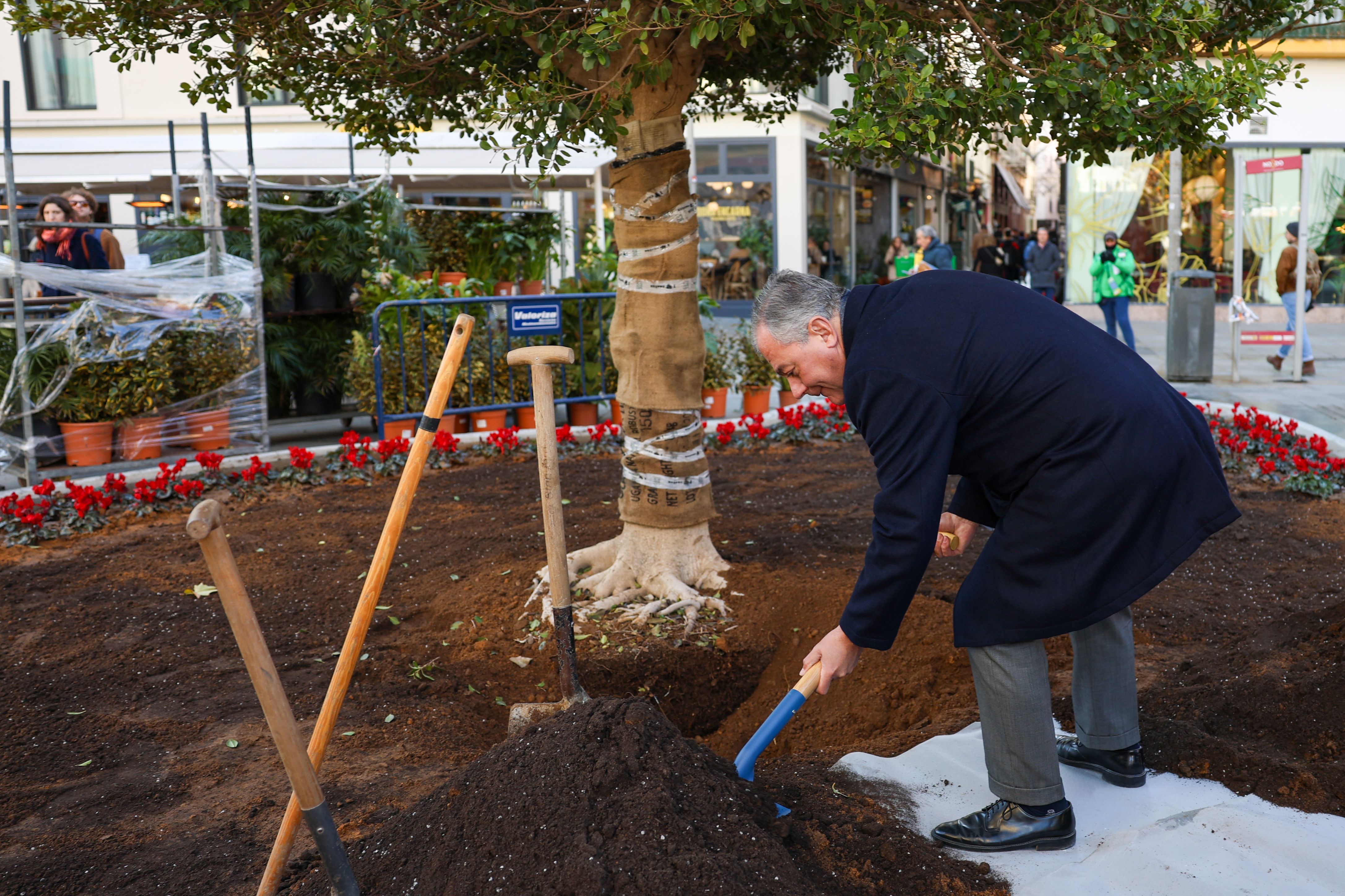 El alcalde de Sevilla, plantando el árbol en la Plaza de la Encarnación.