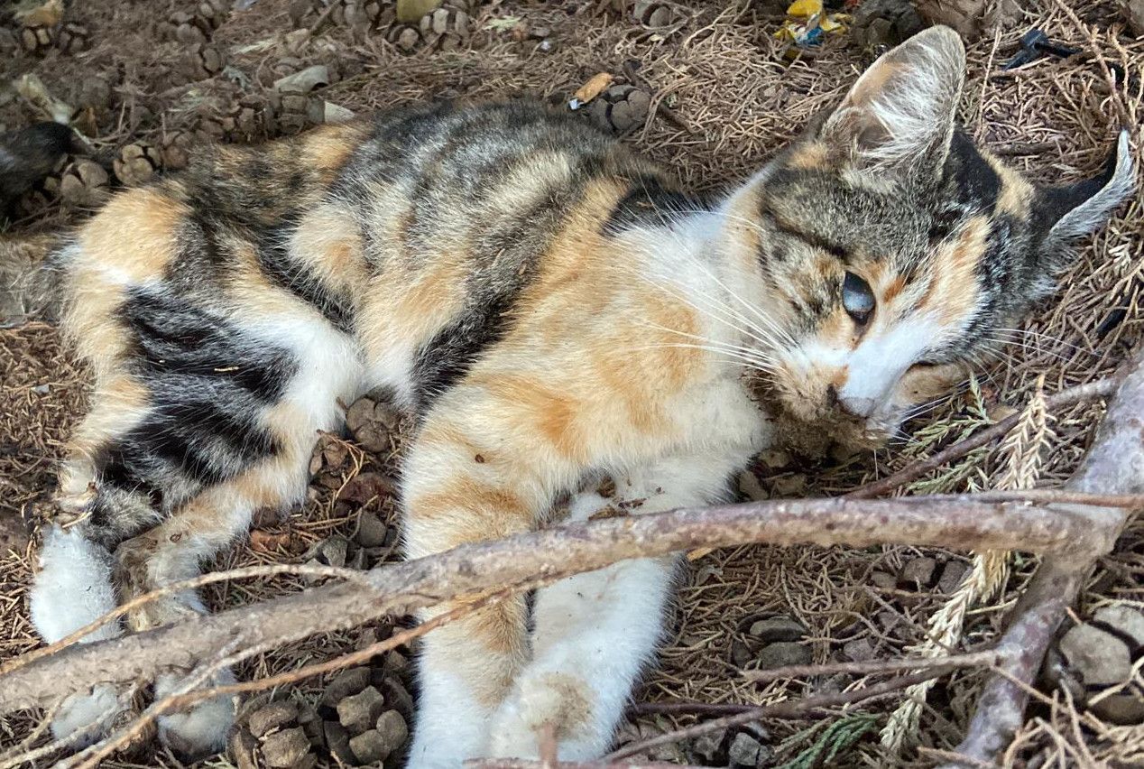 Encuentran otro cadáver de un gato en el campus de la Universidad de Jaén. 