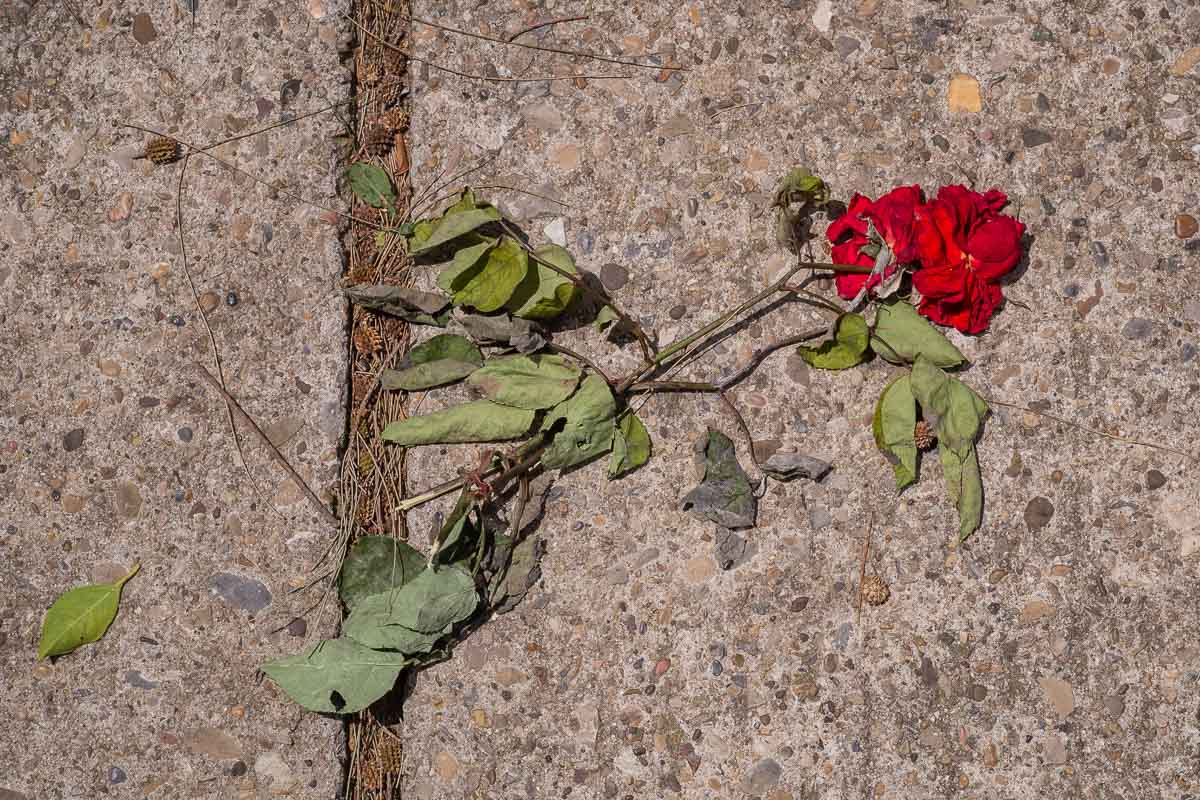 Una flor, aplastada en mitad de la calle. FOTO: MANU GARCÍA