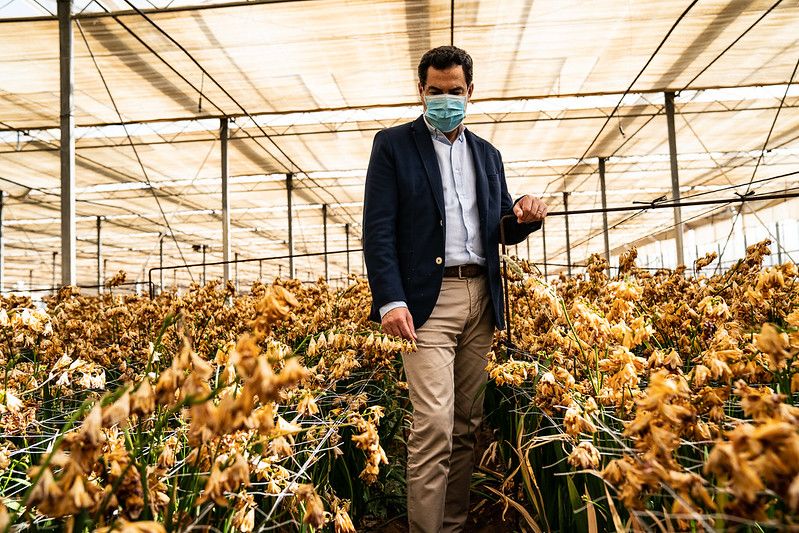 Juan Manuel Moreno, en un invernadero de flor cortada de Chipiona. FOTO: JUNTA DE ANDALUCÍA