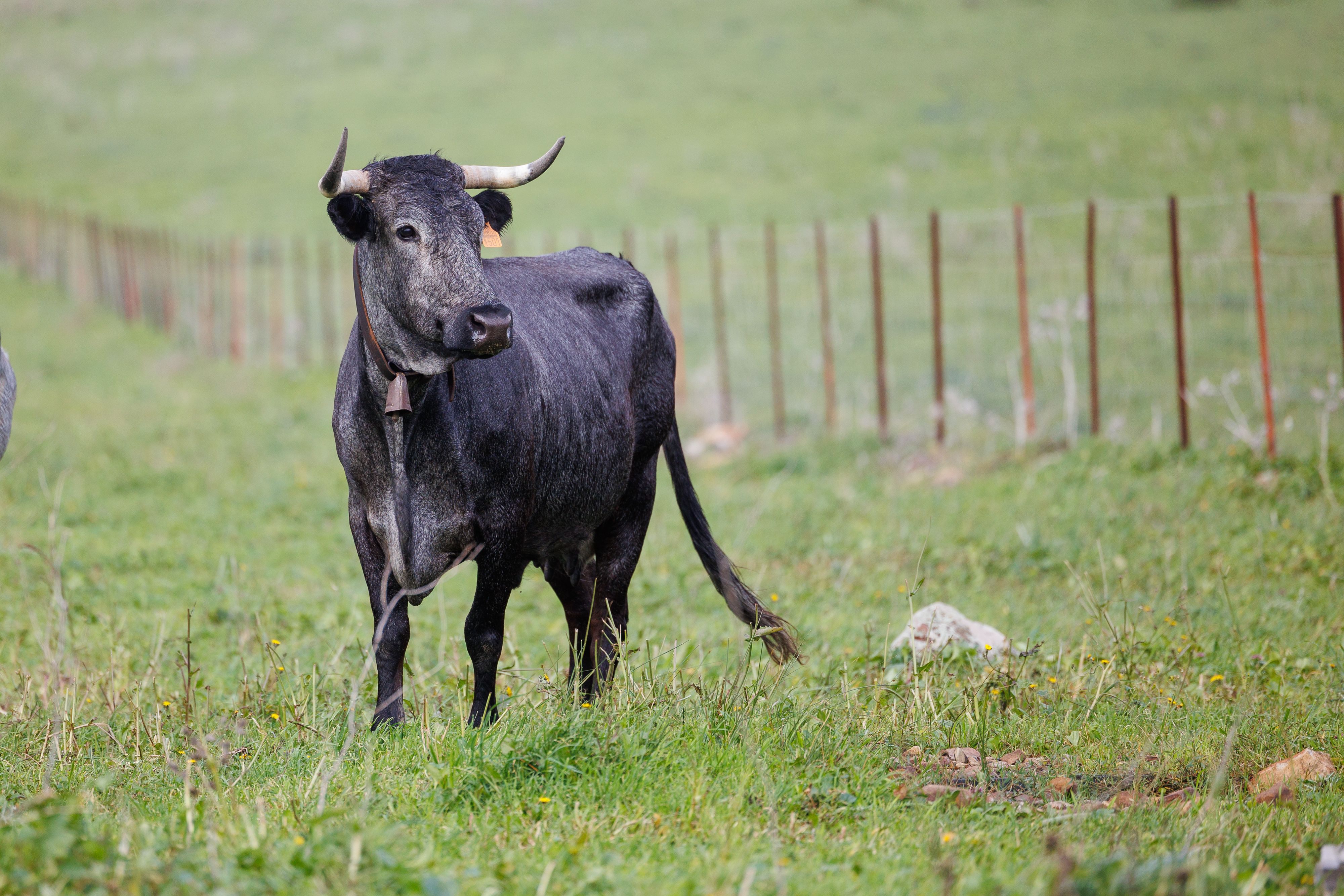 Vaca Palurda Tarifa  12