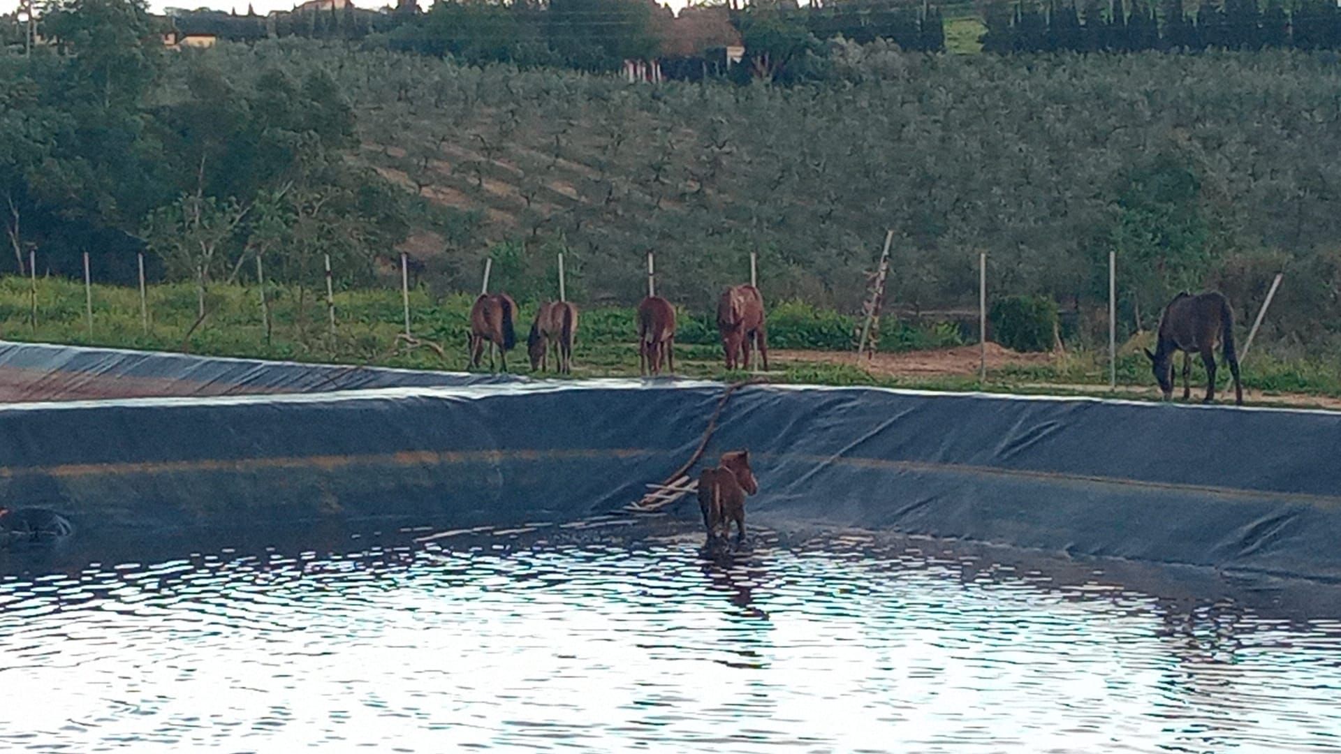 El caballo atrapado en la balsa.