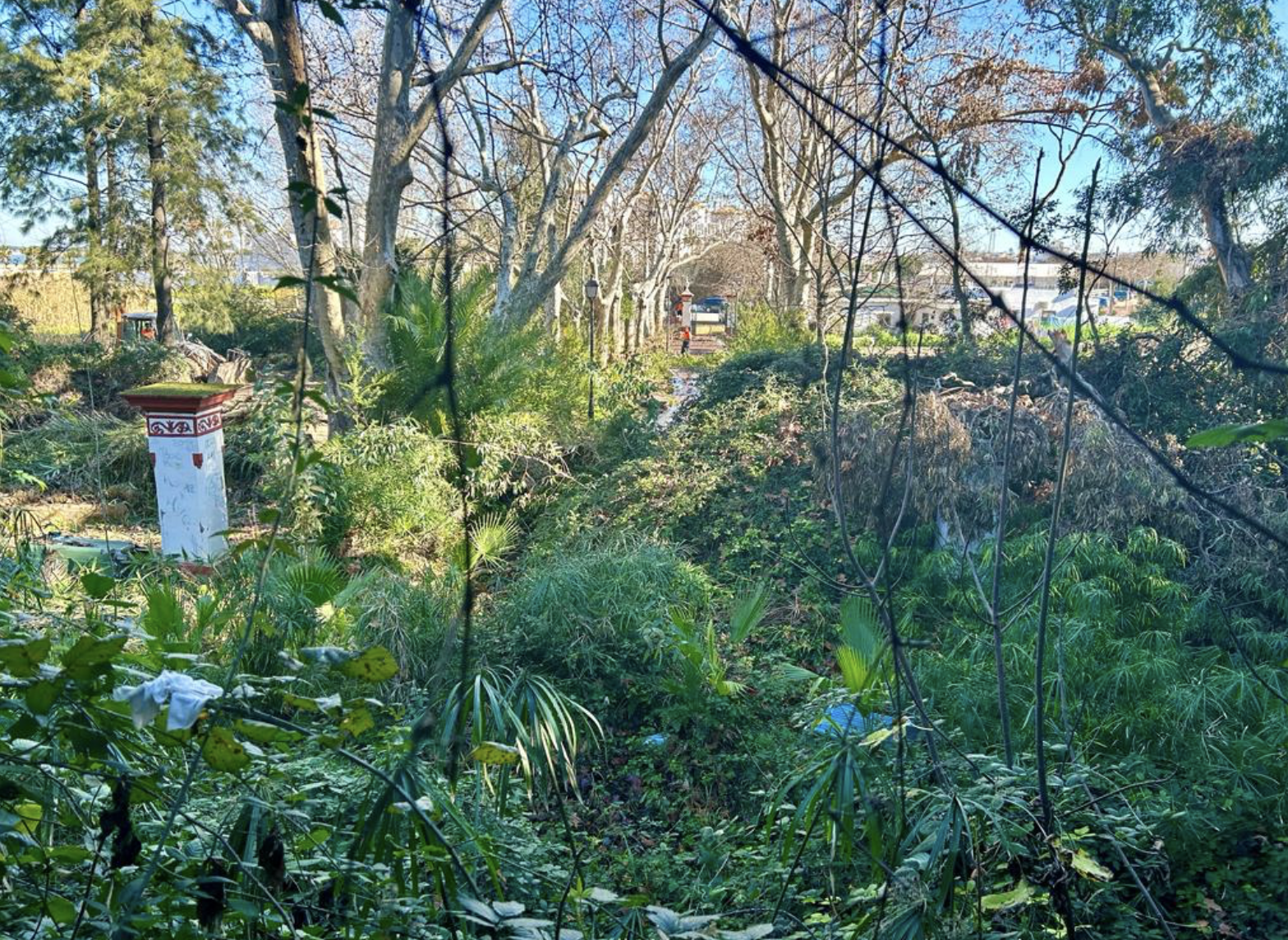 Aspecto que presenta actualmente el jardín